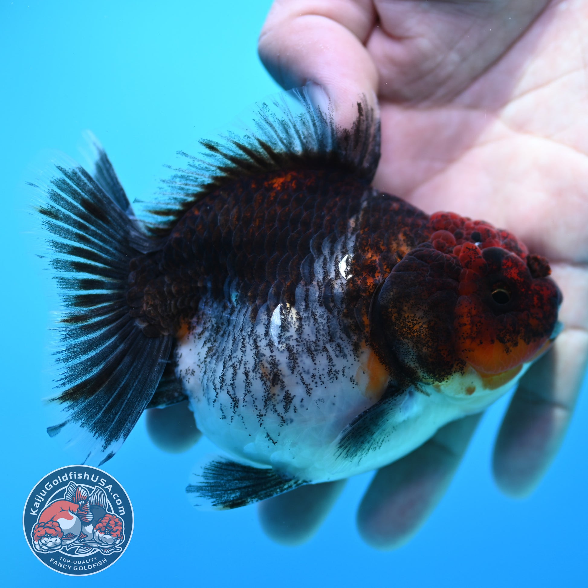 Shogun Kirin Oranda inch Body (260320_OR16)
