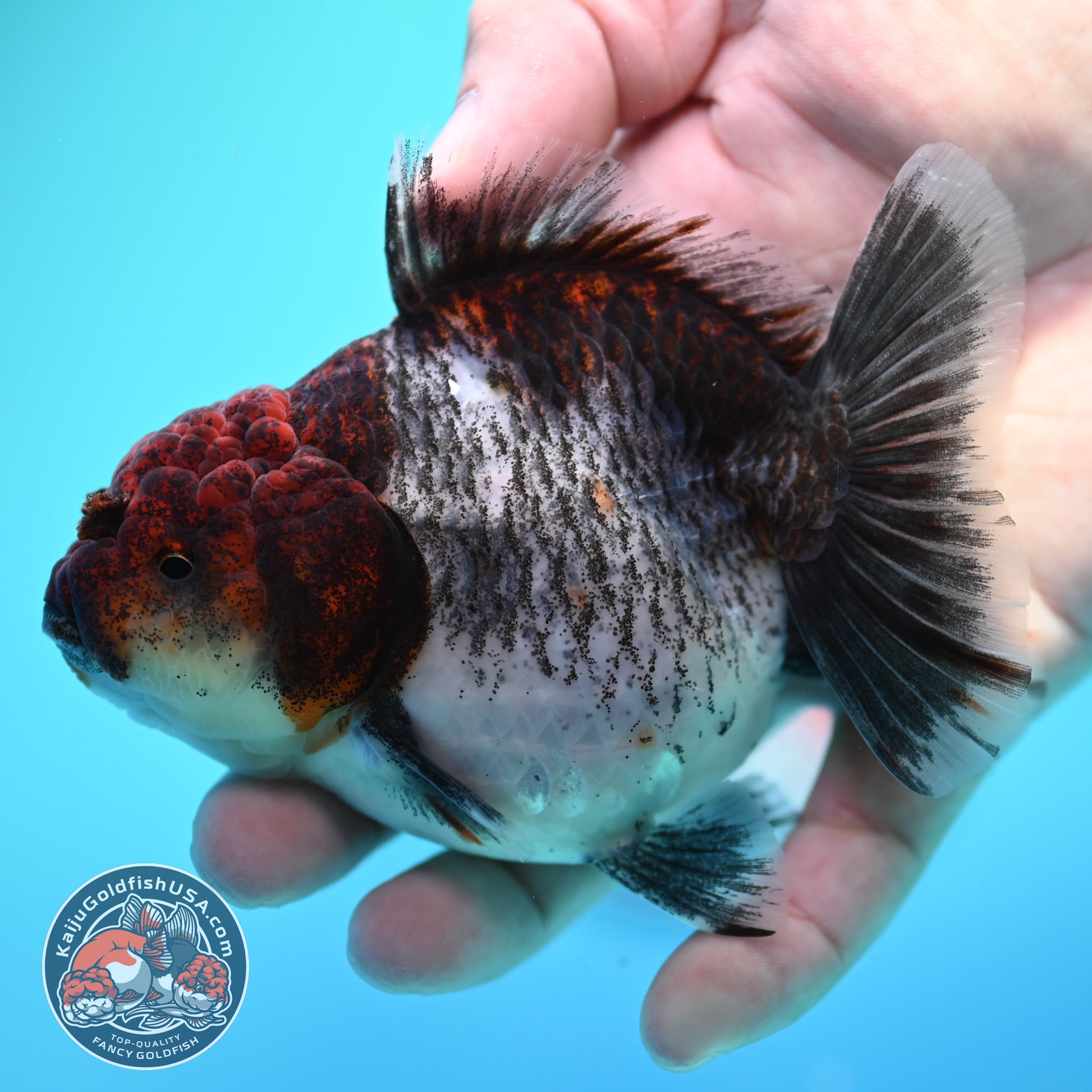 Shogun Kirin Oranda inch Body (260320_OR16)