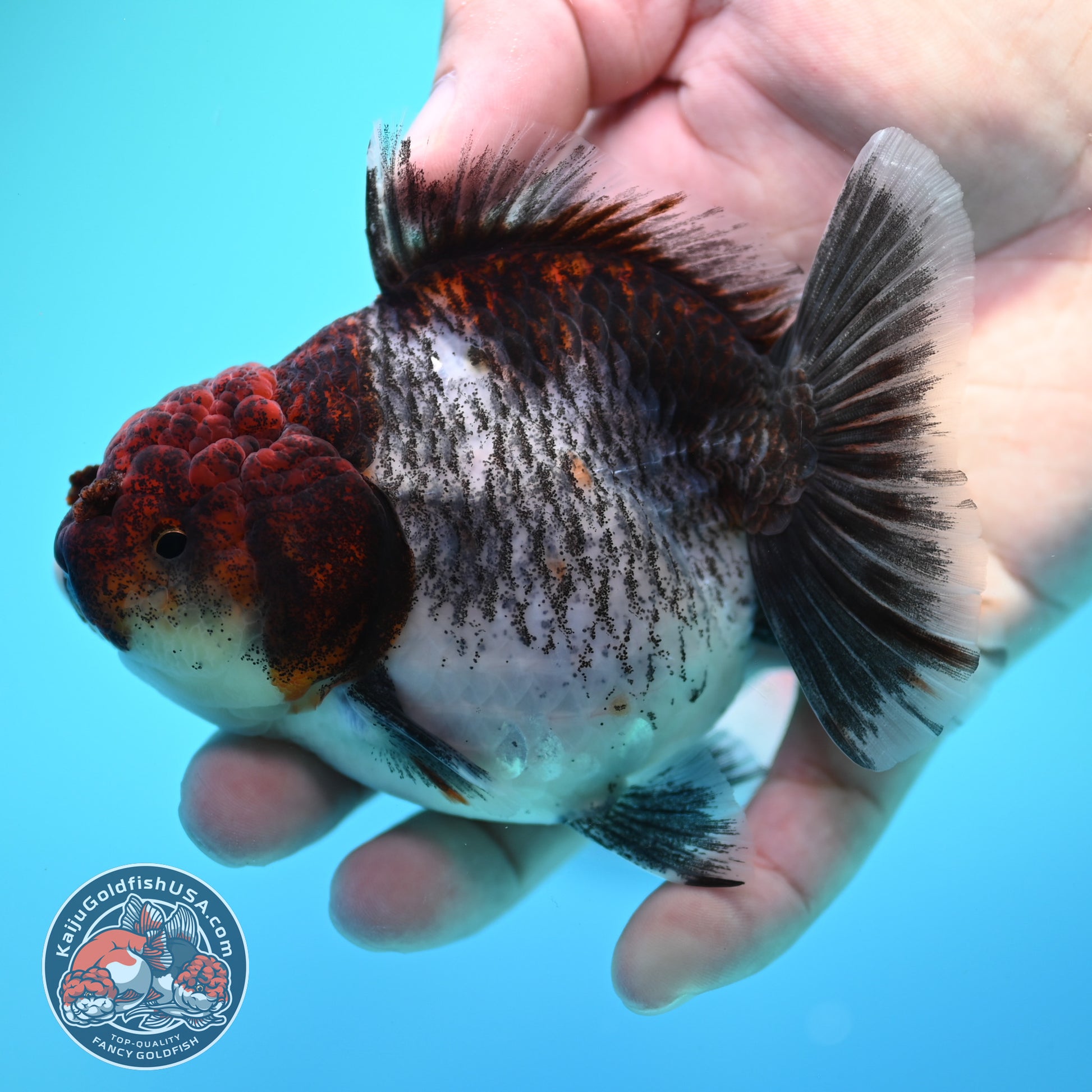 Shogun Kirin Oranda inch Body (260320_OR16)