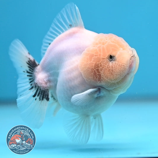 Shogun Lemon Head Oranda 3.5 inch Body (260306_OR04)