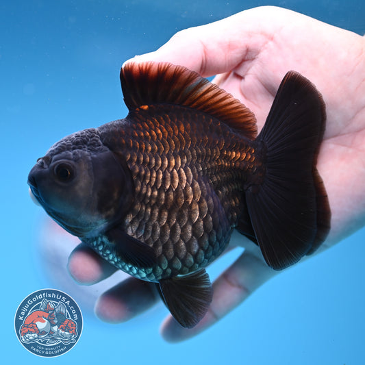 Shogun Ochiba Oranda 3.8 inch Body (260306_OR05)