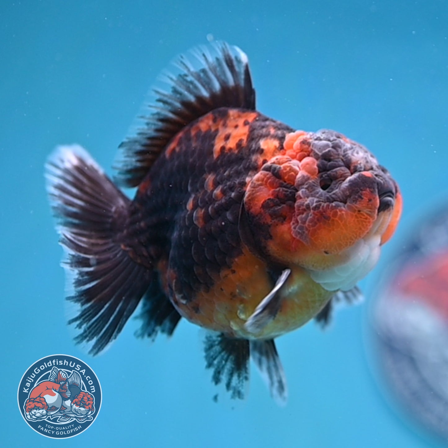 Shogun Oranda 3 inch Body (260109_OR22)