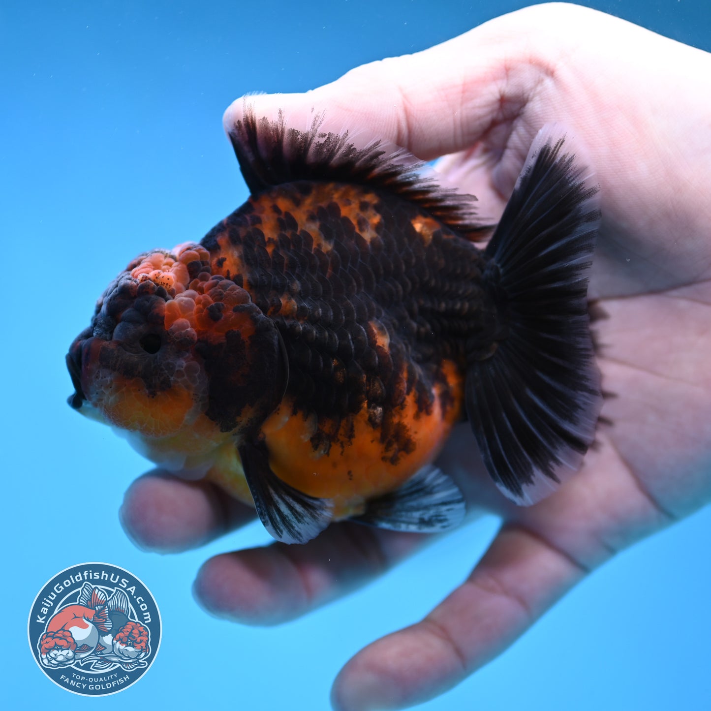 Shogun Oranda 3 inch Body (260109_OR22)
