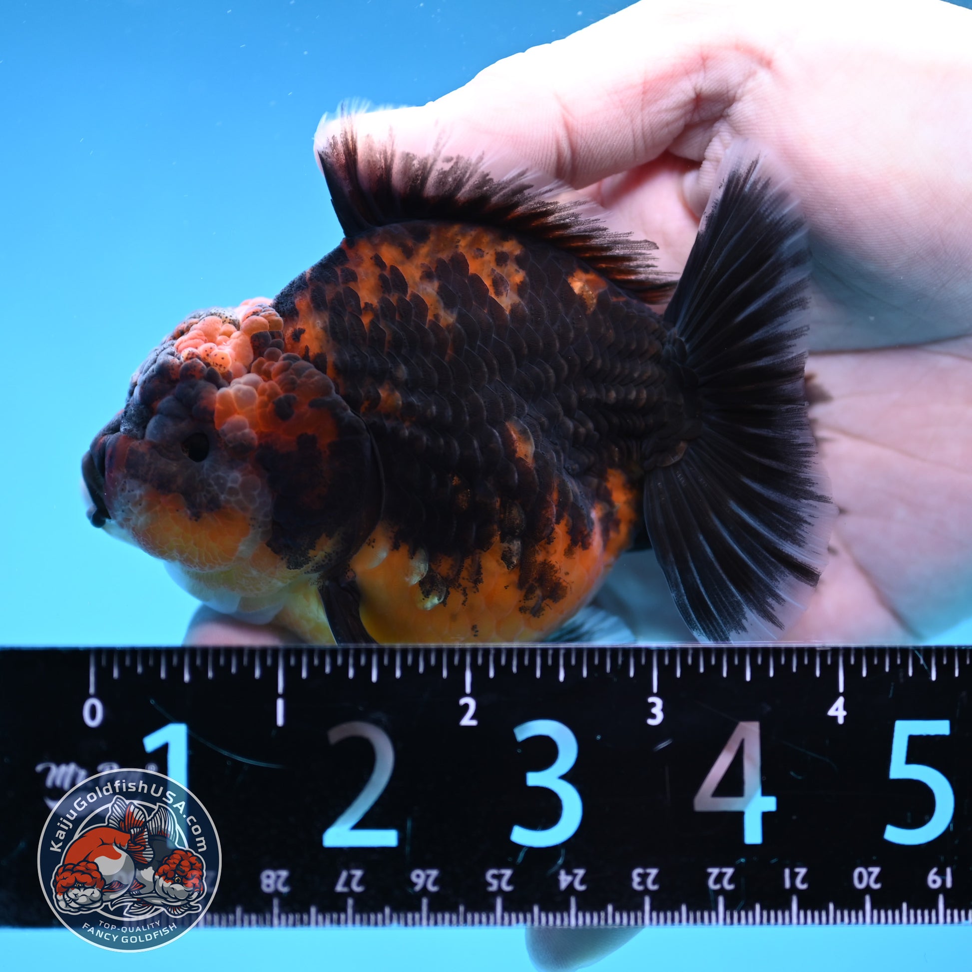 Shogun Oranda 3 inch Body (260109_OR22)