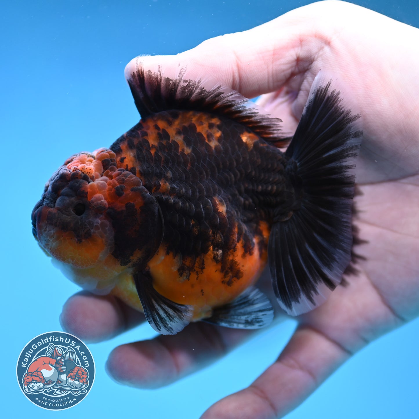 Shogun Oranda 3 inch Body (260109_OR22)