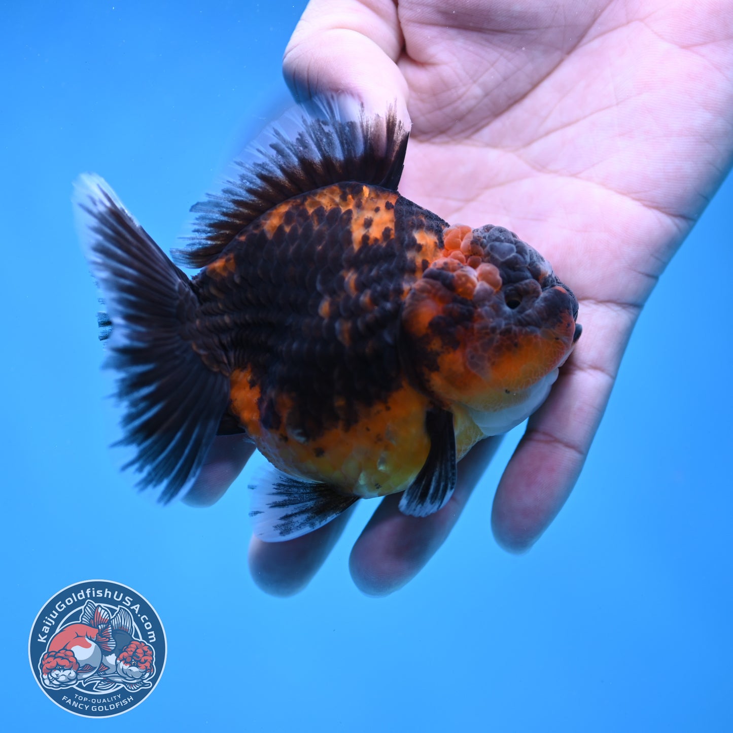 Shogun Oranda 3 inch Body (260109_OR22)