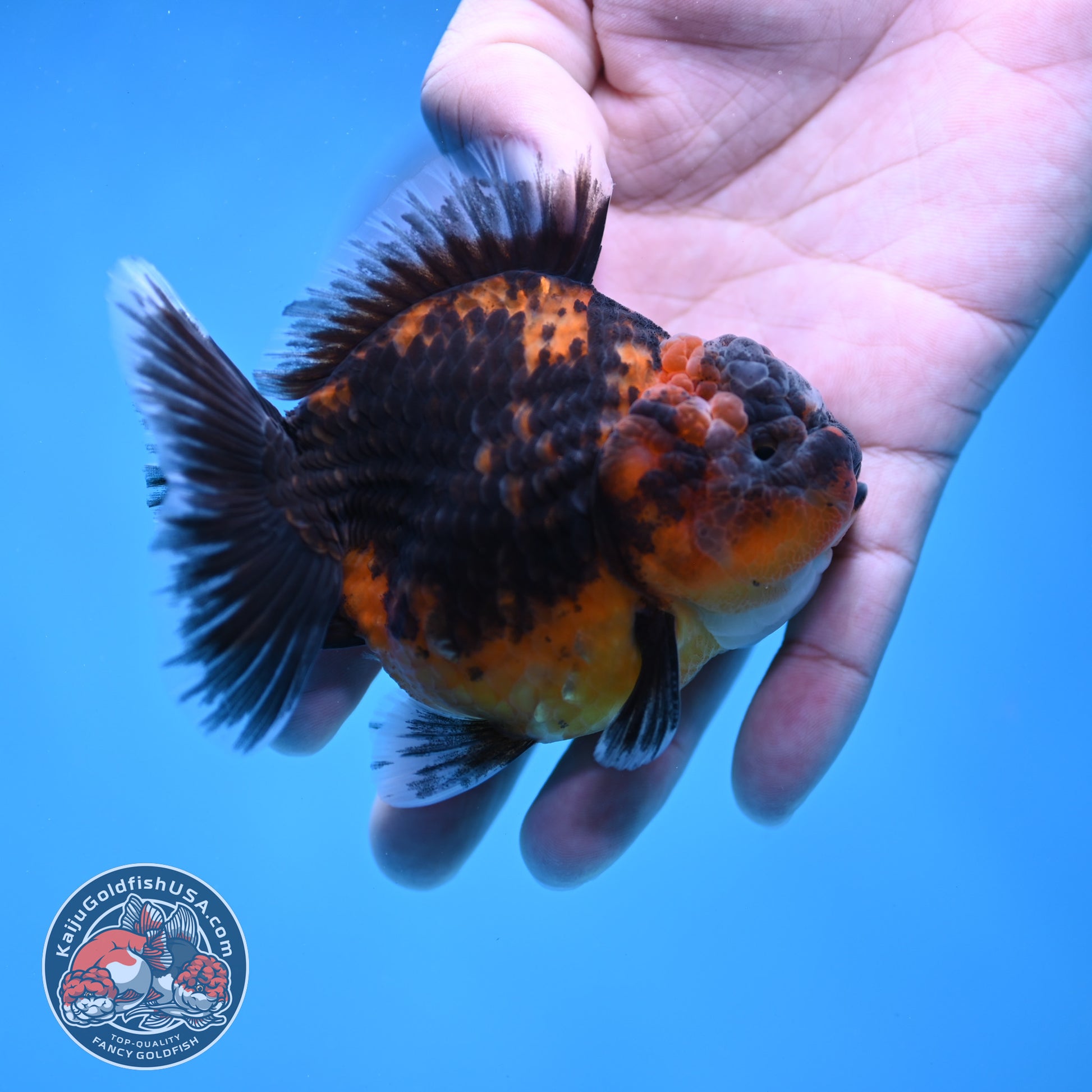 Shogun Oranda 3 inch Body (260109_OR22)