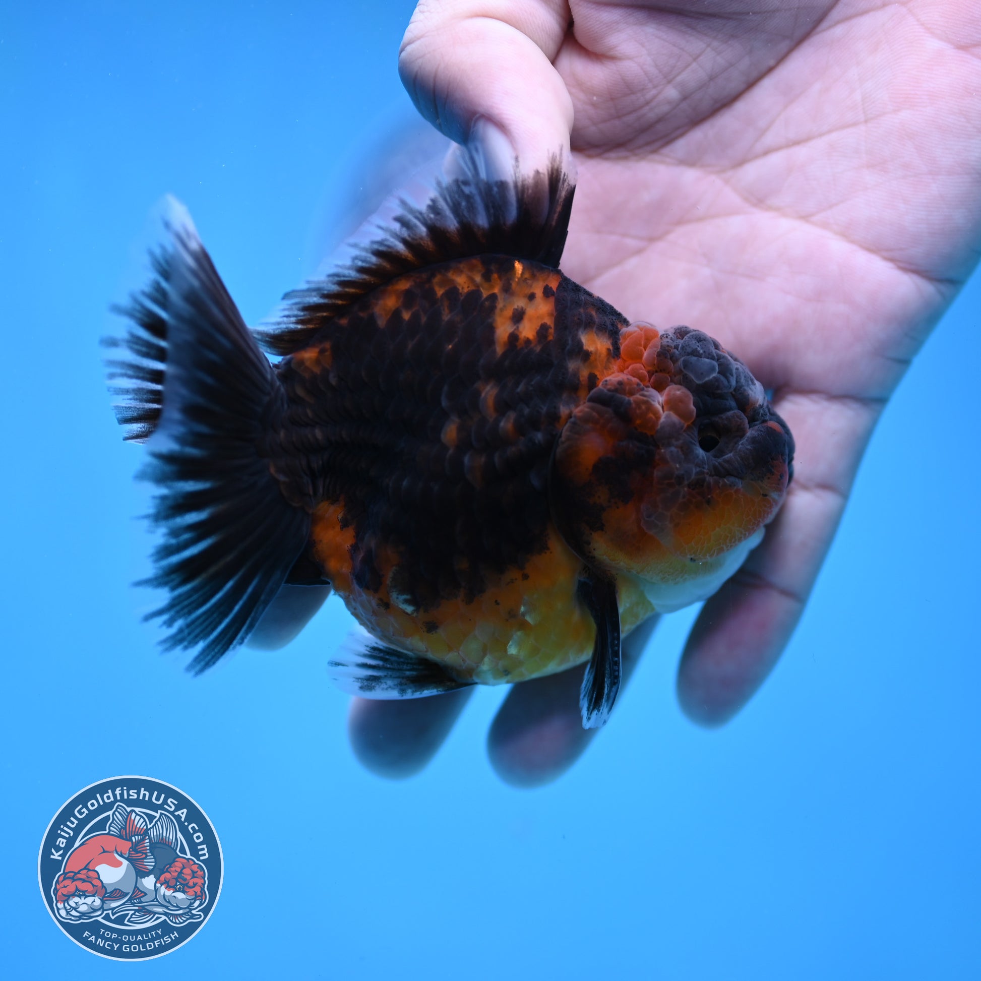 Shogun Oranda 3 inch Body (260109_OR22)