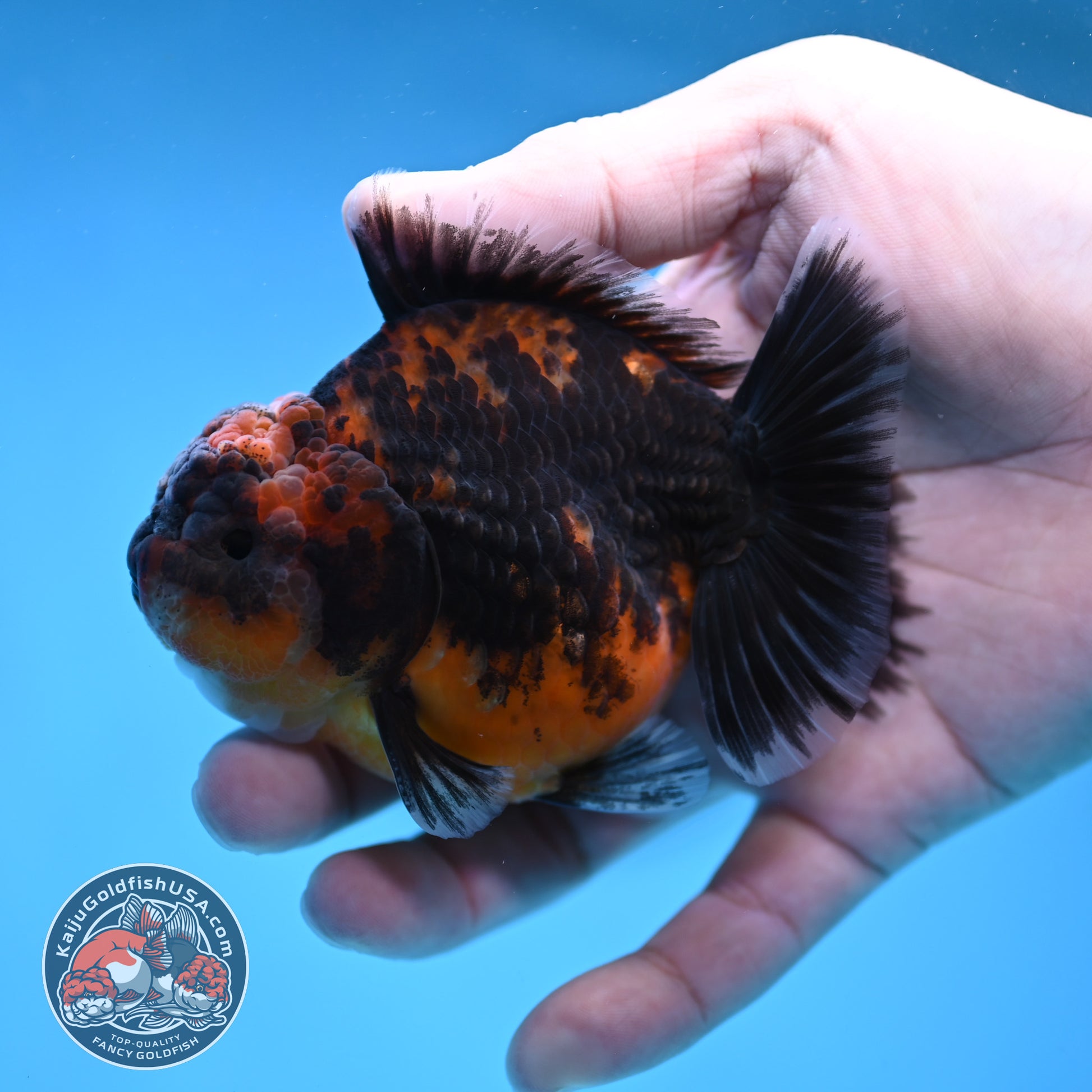 Shogun Oranda 3 inch Body (260109_OR22)