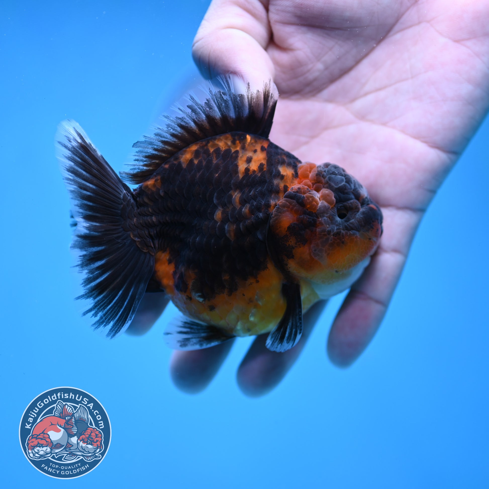 Shogun Oranda 3 inch Body (260109_OR22)