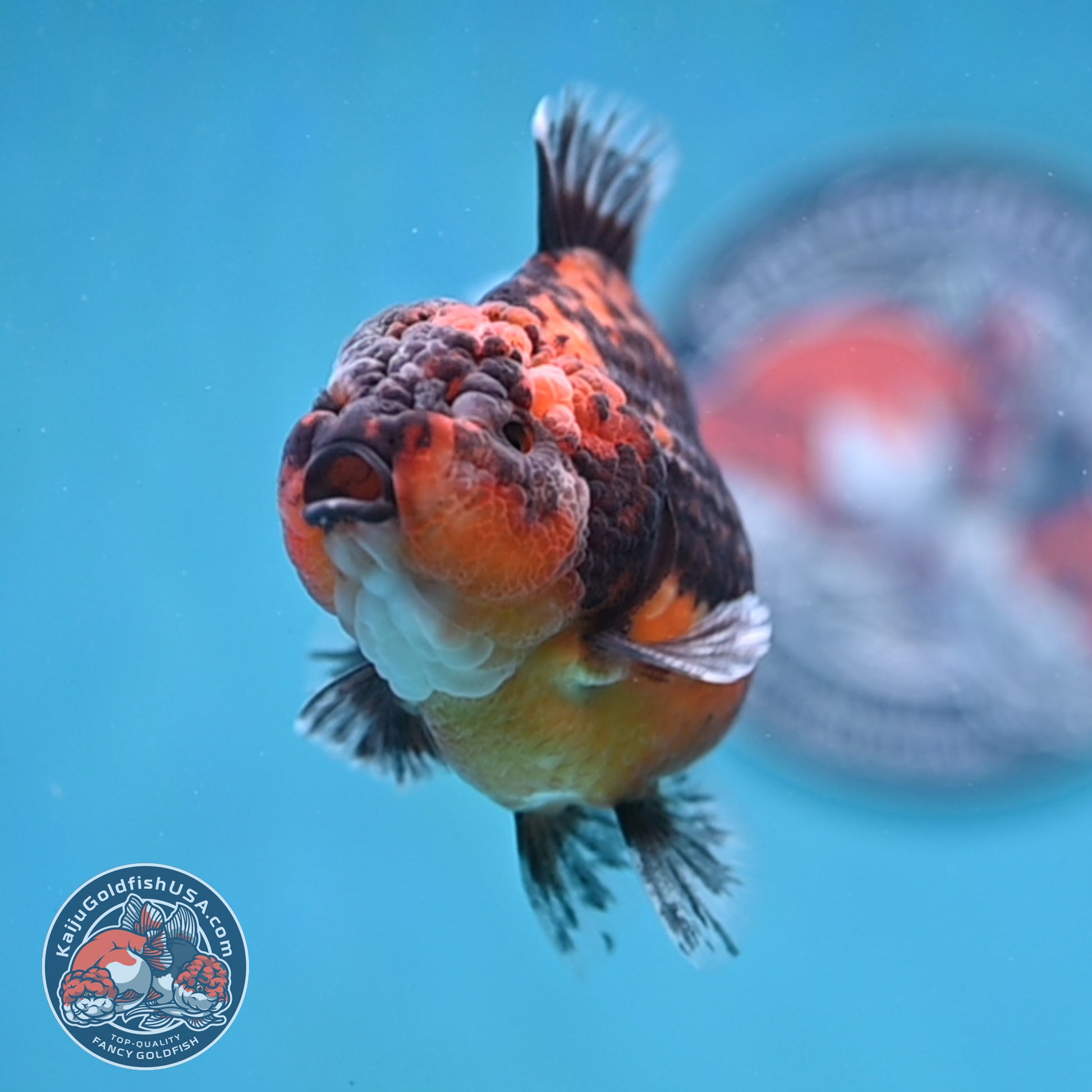 Shogun Oranda 3 inch Body (260109_OR22)