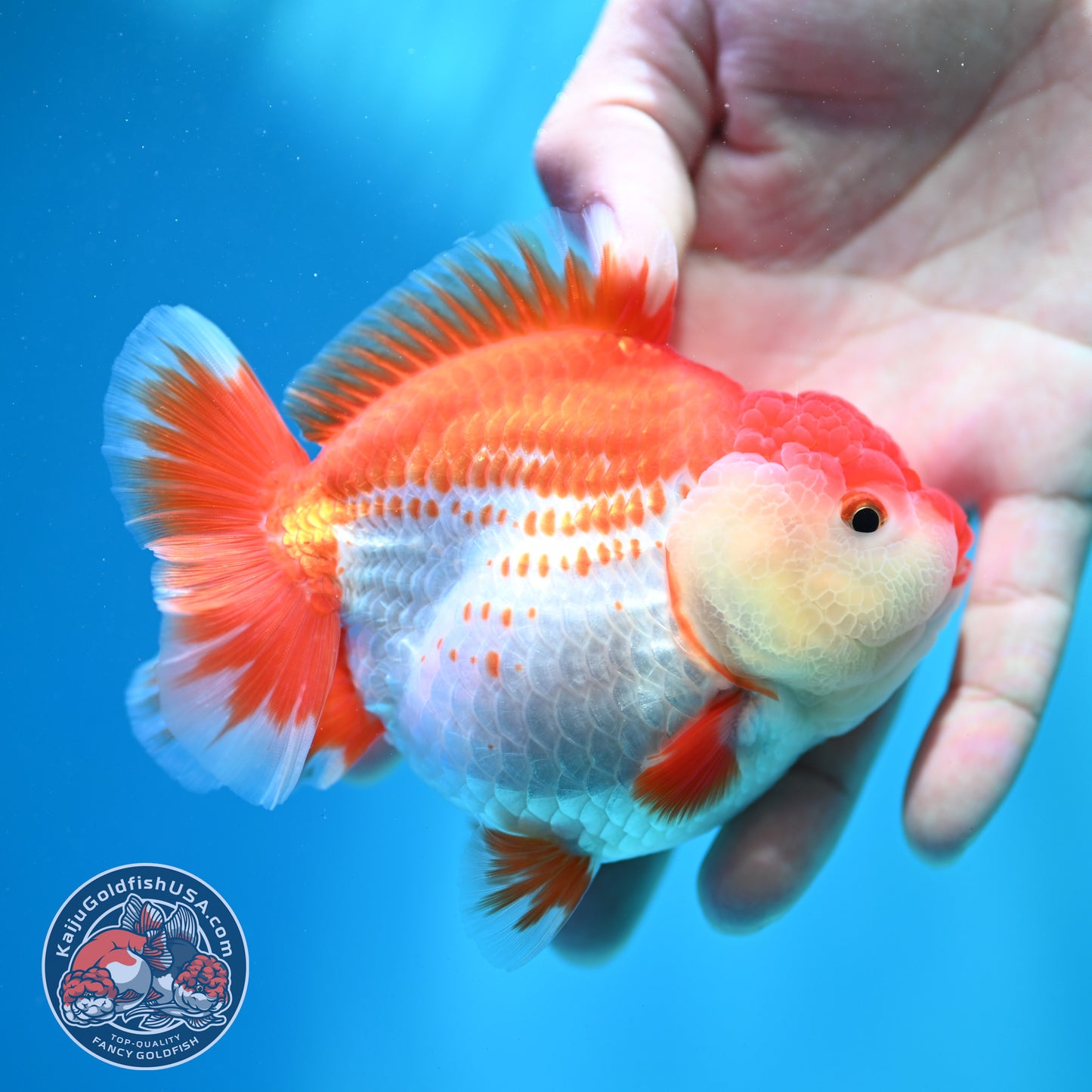 Shogun Polka-dot Oranda 4 inch Body (260508_OR09)