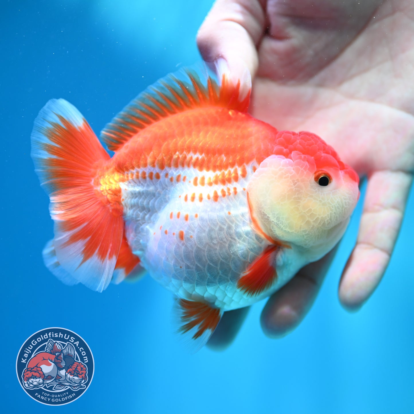Shogun Polka-dot Oranda 4 inch Body (260508_OR09)