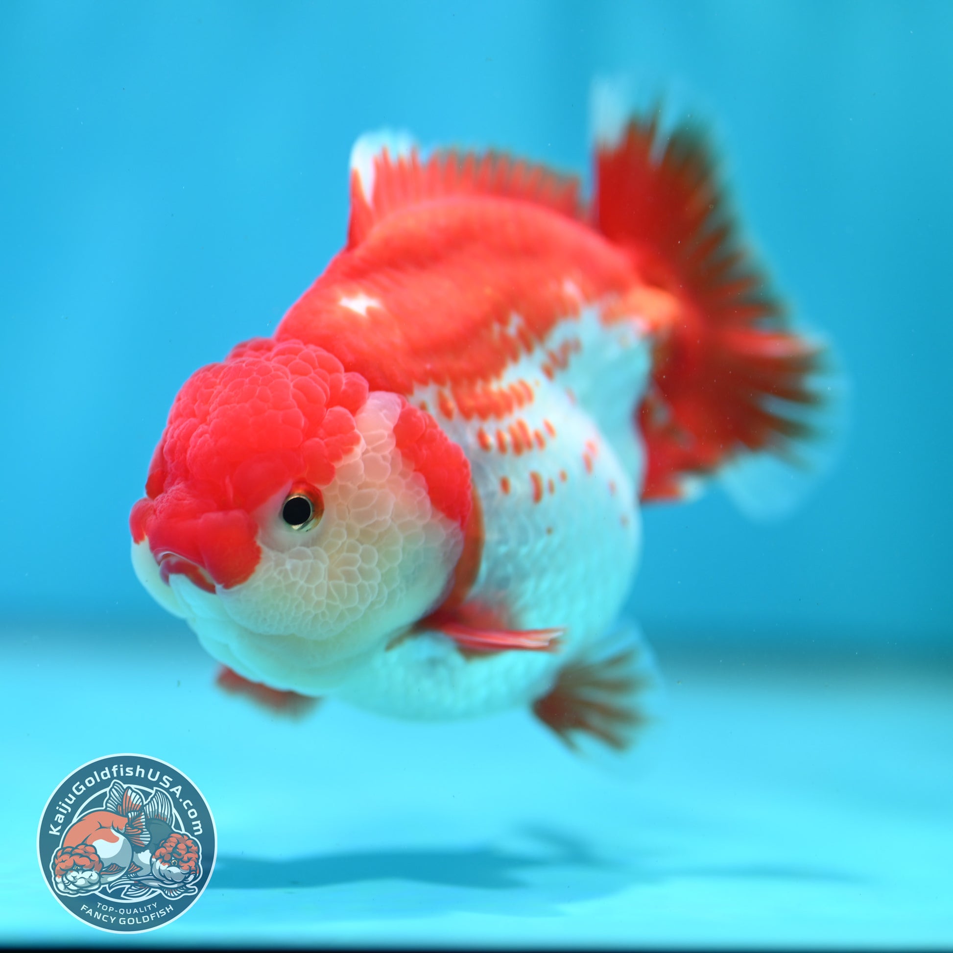 Shogun Polka-dot Oranda 4 inch Body (260508_OR09)