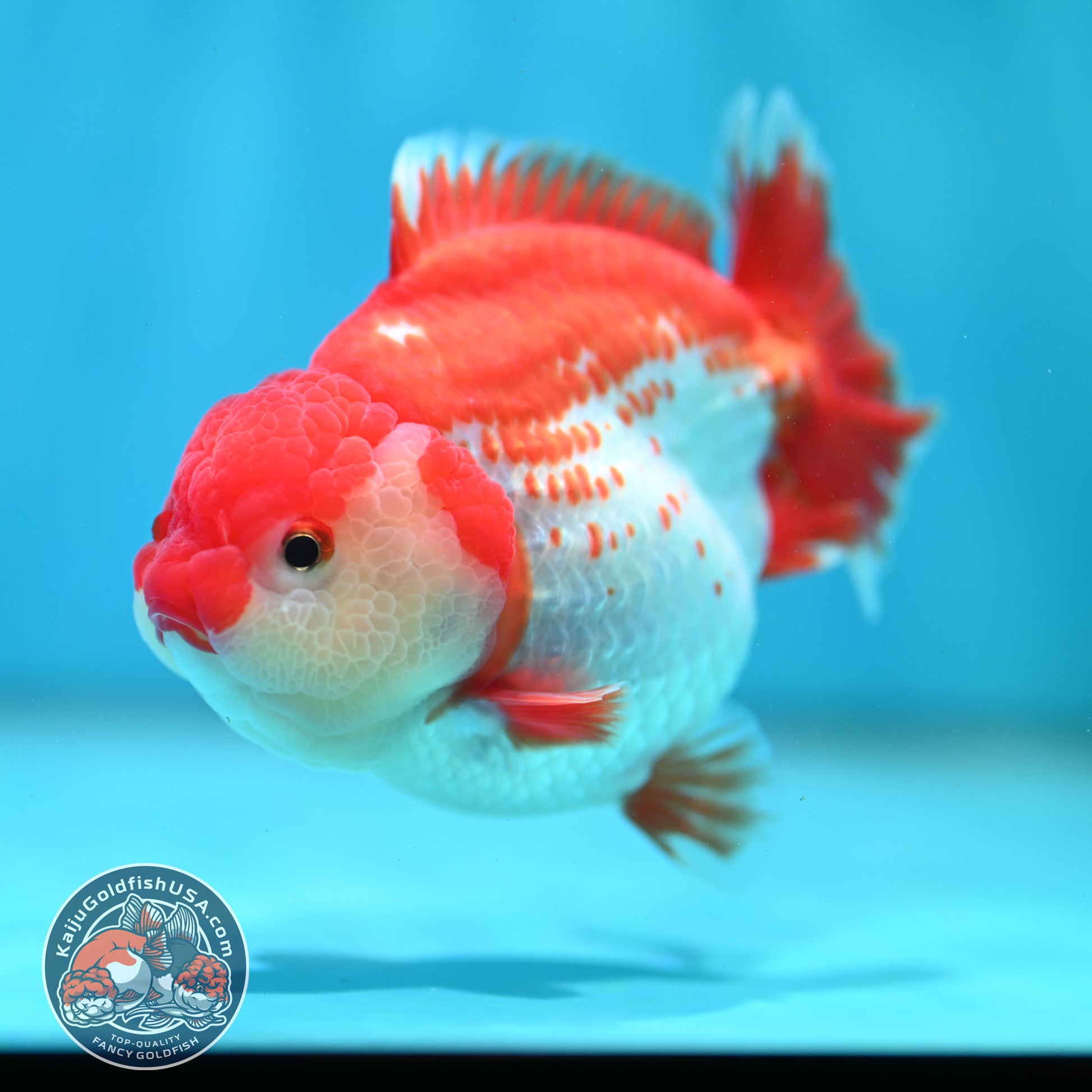 Shogun Polka-dot Oranda 4 inch Body (260508_OR09)