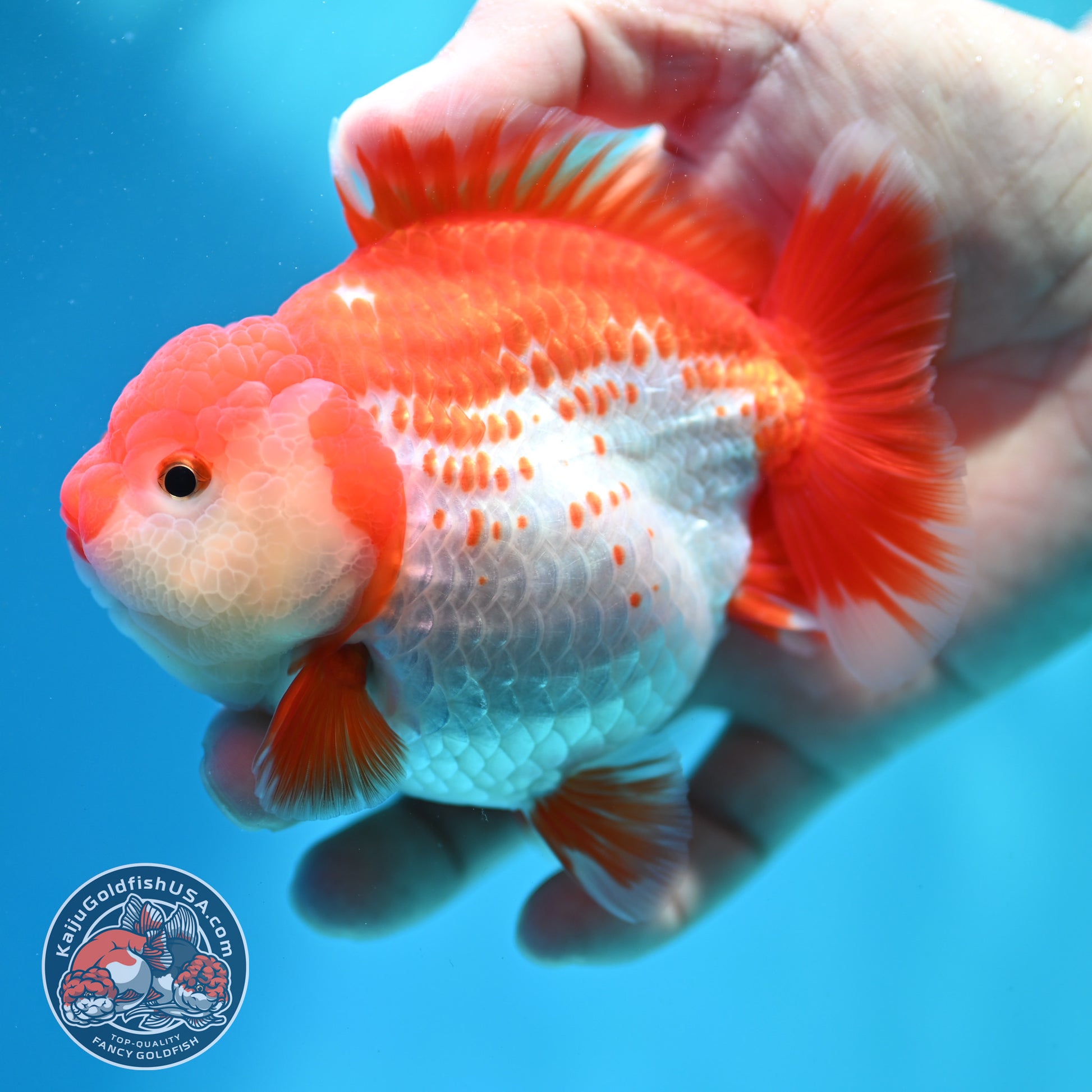Shogun Polka-dot Oranda 4 inch Body (260508_OR09)