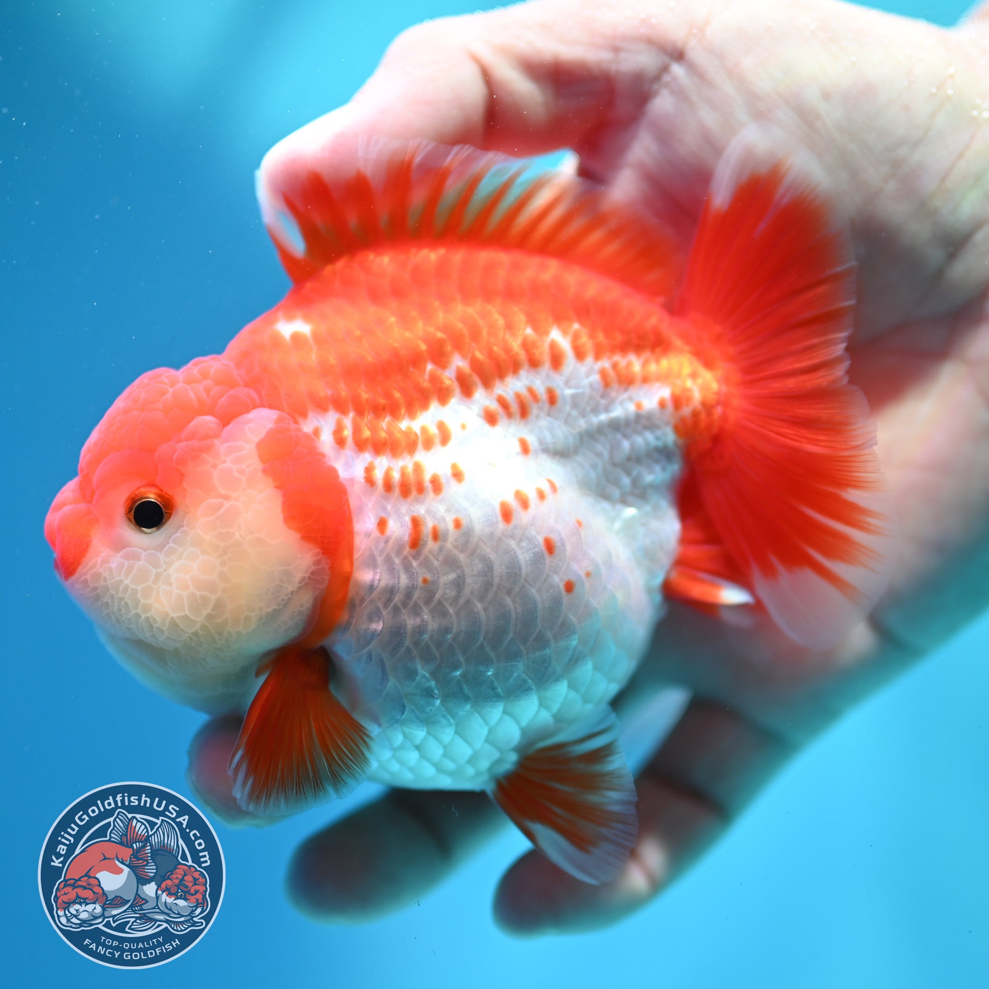 Shogun Polka-dot Oranda 4 inch Body (260508_OR09)