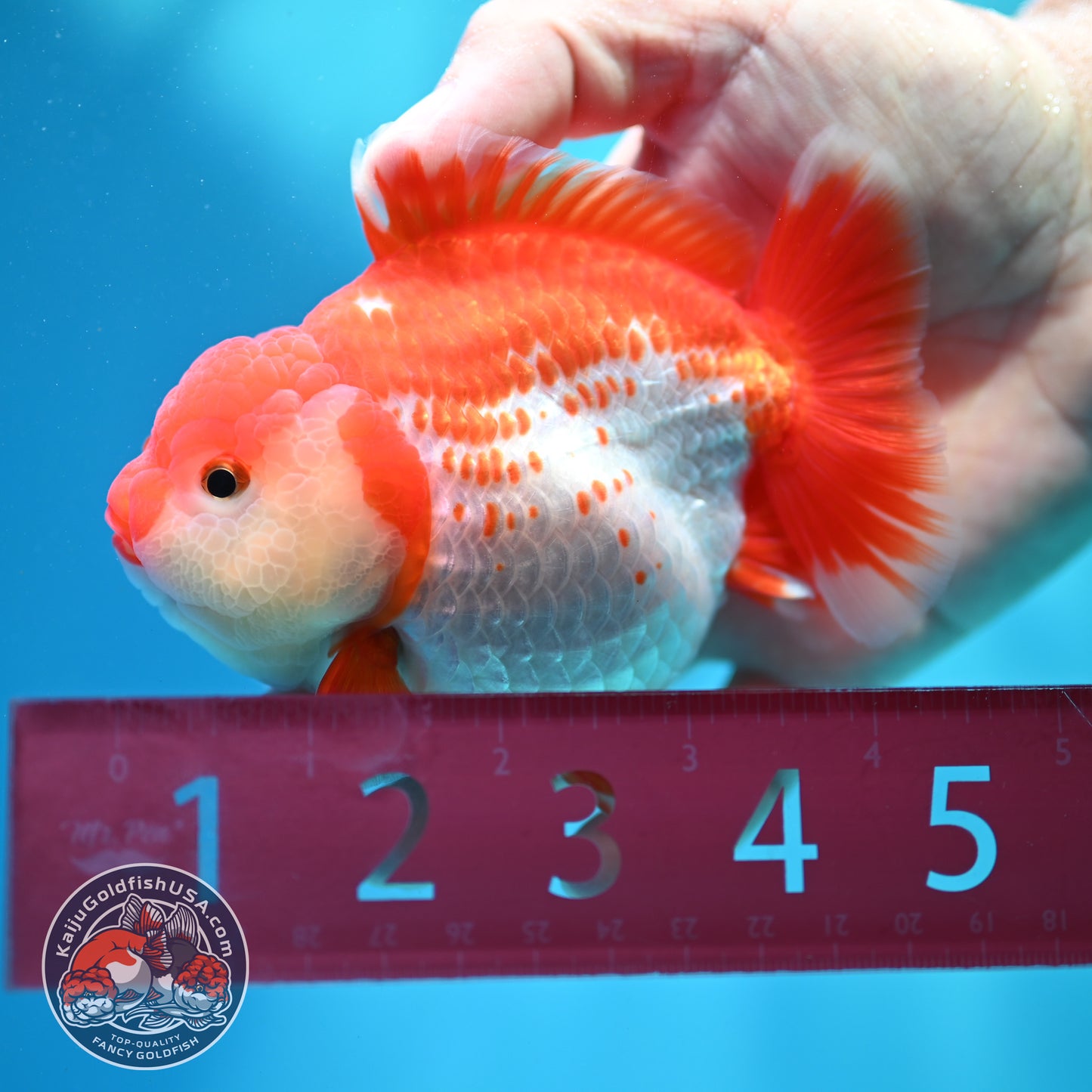 Shogun Polka-dot Oranda 4 inch Body (260508_OR09)
