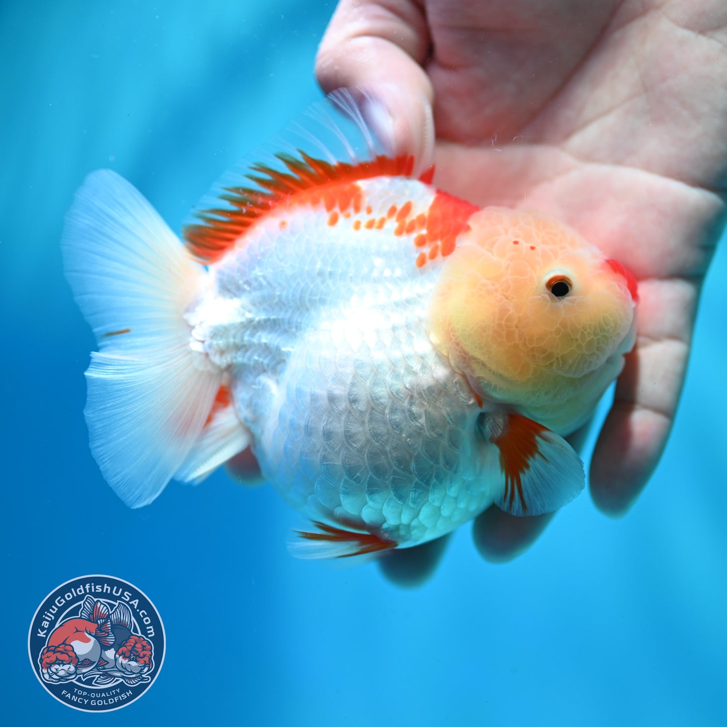 Shogun Polkadot Oranda 4 inch Body (260515_OR11)