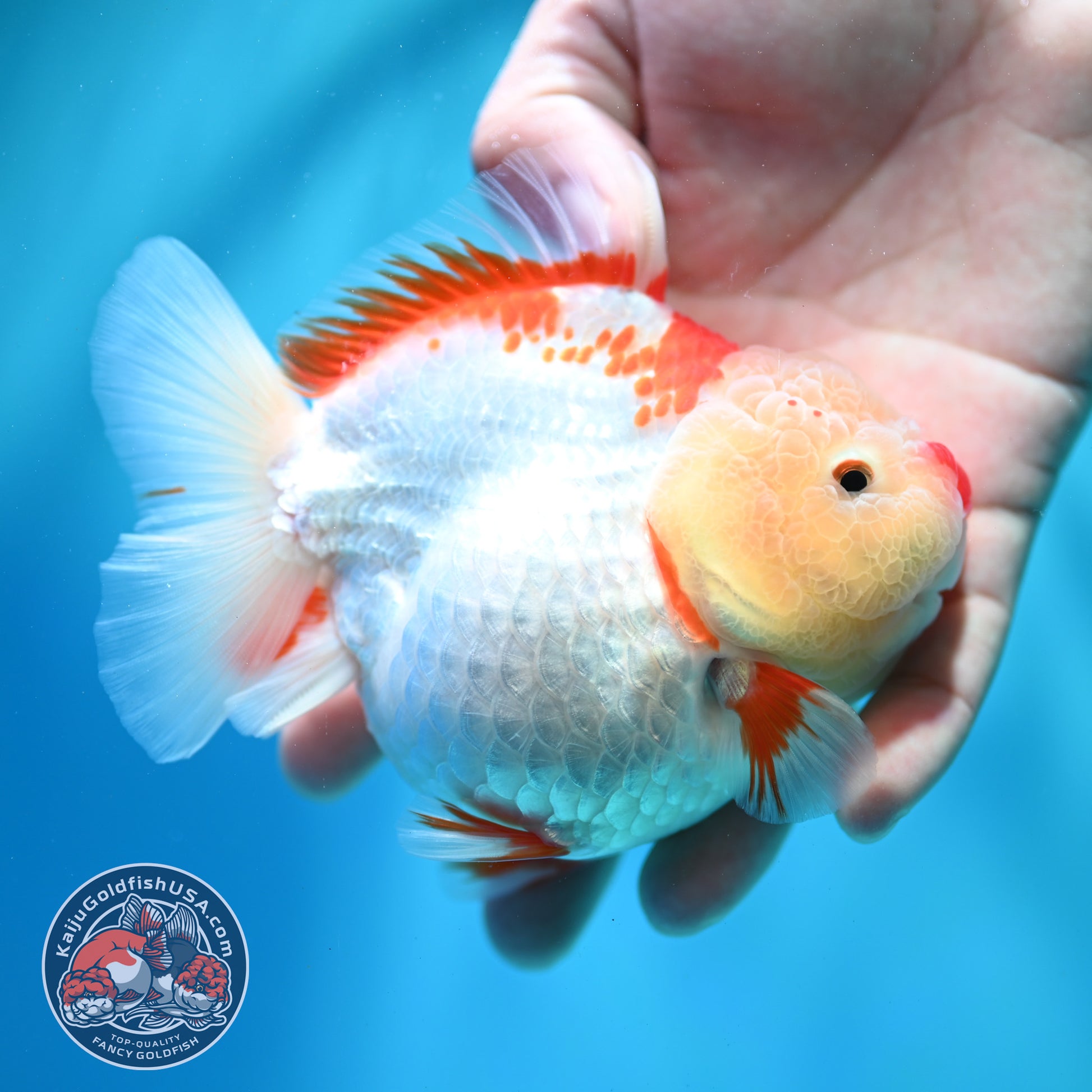 Shogun Polkadot Oranda 4 inch Body (260515_OR11)