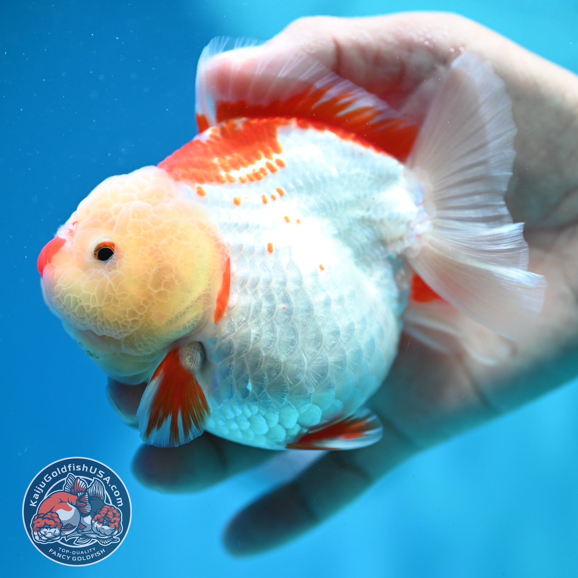 Shogun Polkadot Oranda 4 inch Body (260515_OR11)