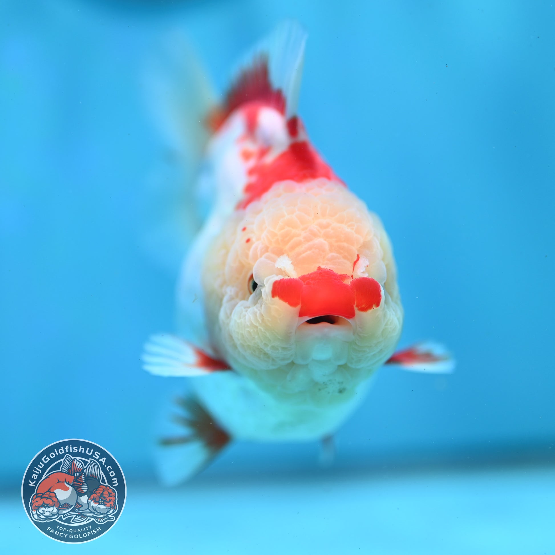 Shogun Polkadot Oranda 4 inch Body (260515_OR11)