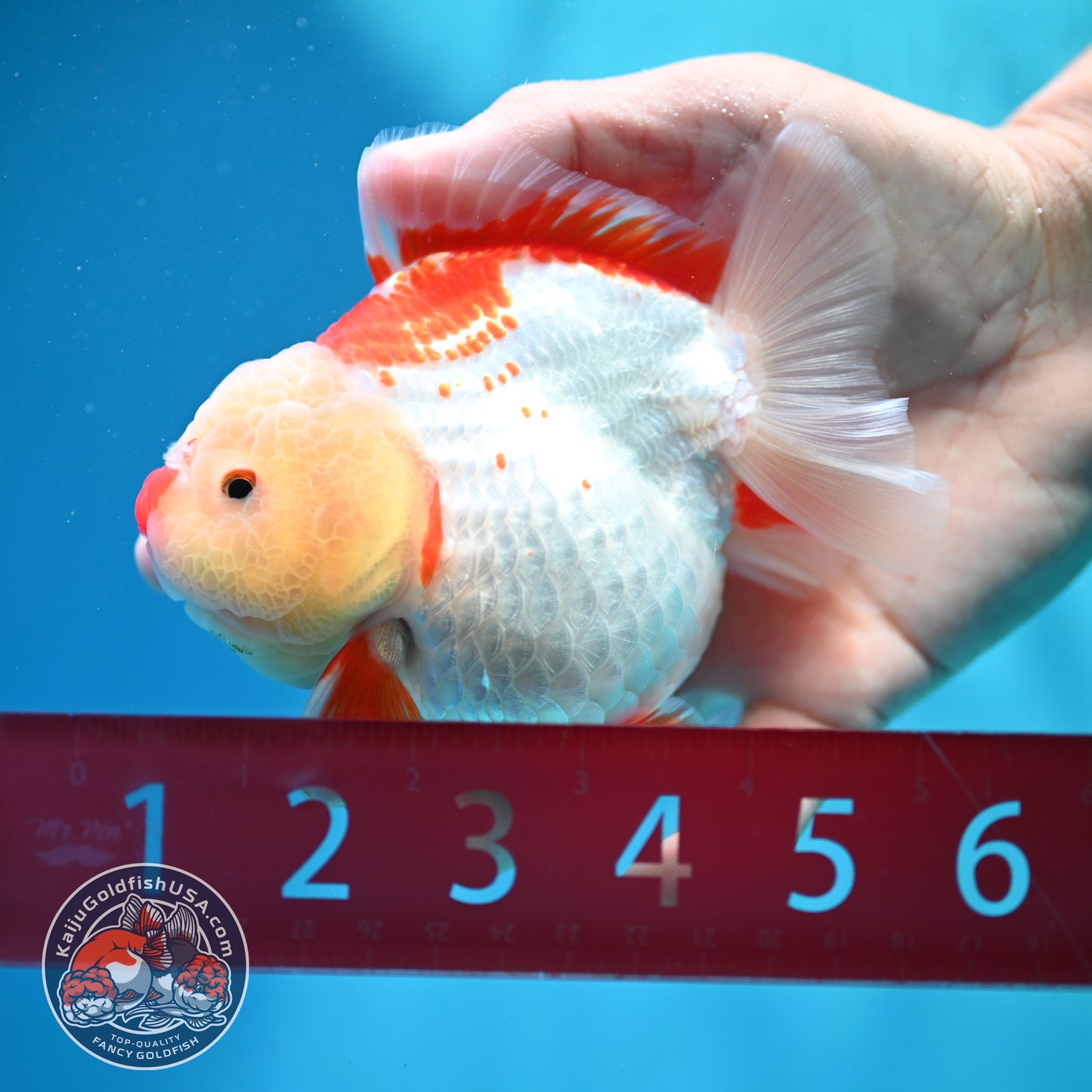 Shogun Polkadot Oranda 4 inch Body (260515_OR11)