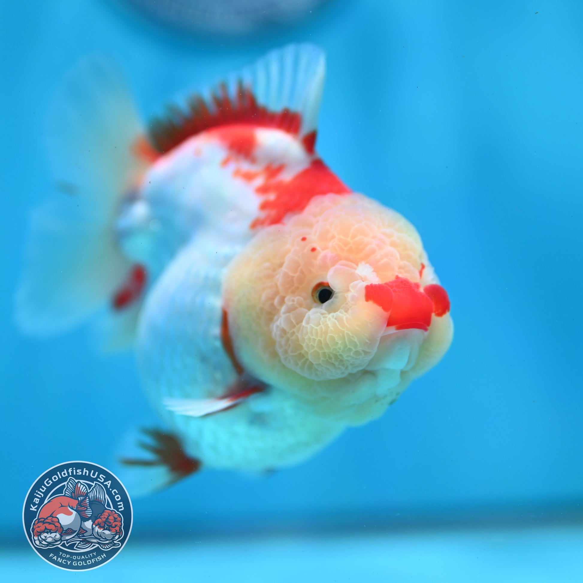 Shogun Polkadot Oranda 4 inch Body (260515_OR11)