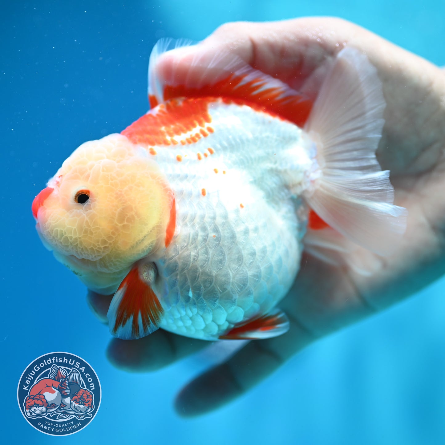 Shogun Polkadot Oranda 4 inch Body (260515_OR11)