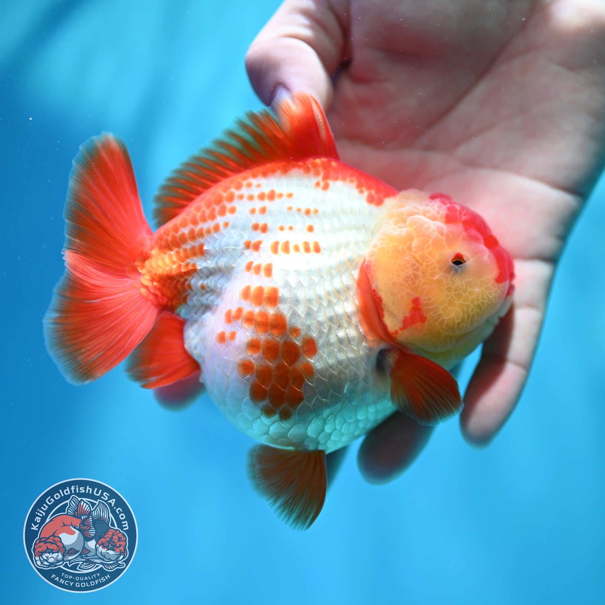 Shogun Polkadot Oranda 4 inch Body (260515_OR17)