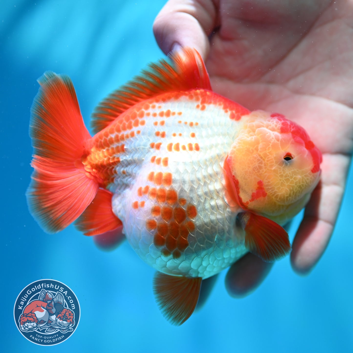 Shogun Polkadot Oranda 4 inch Body (260515_OR17)