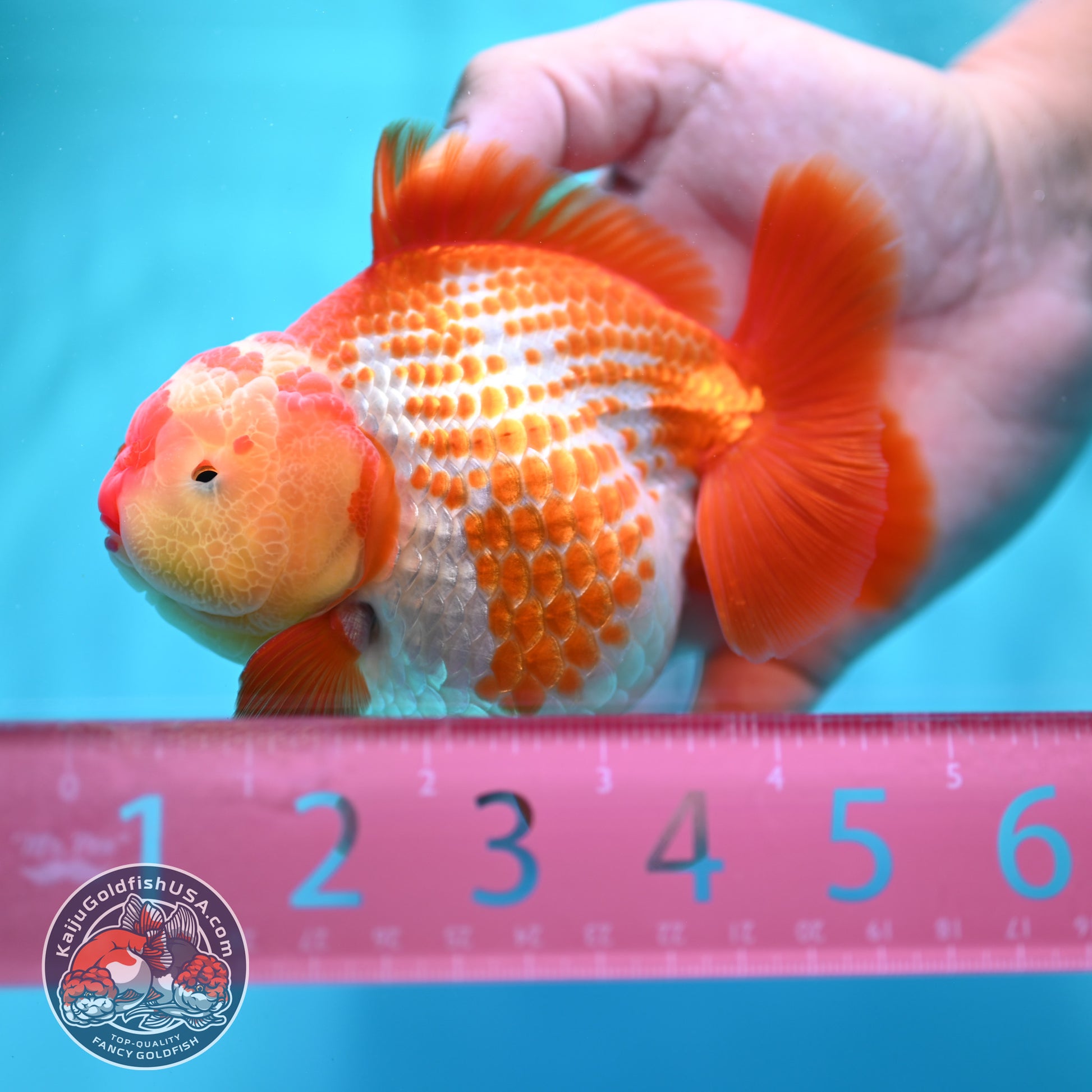 Shogun Polkadot Oranda 4 inch Body (260515_OR17)