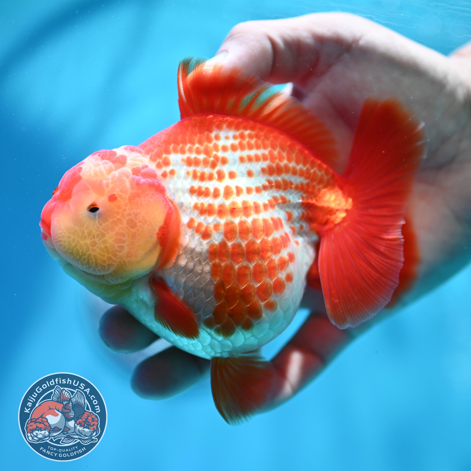 Shogun Polkadot Oranda 4 inch Body (260515_OR17)