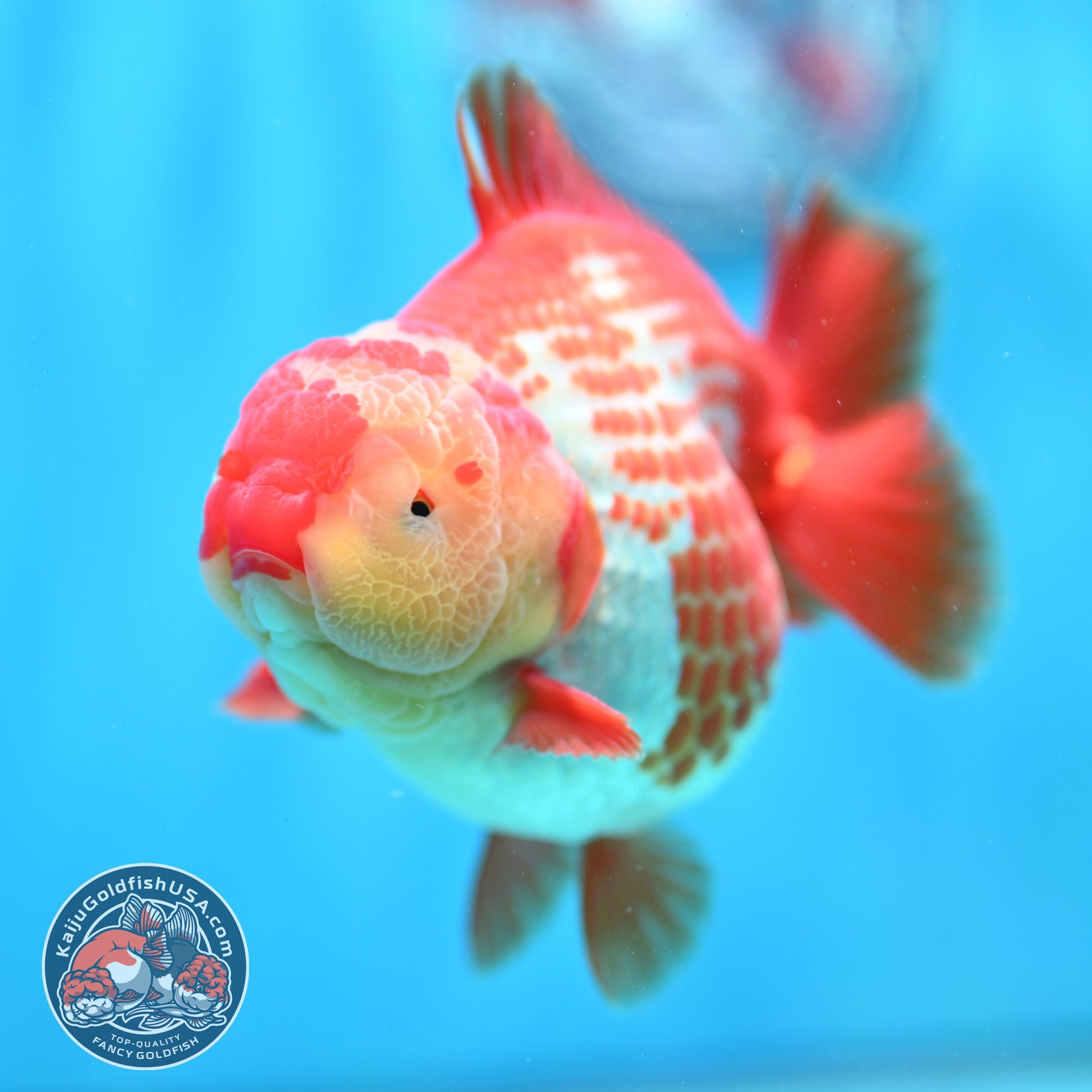 Shogun Polkadot Oranda 4 inch Body (260515_OR17)