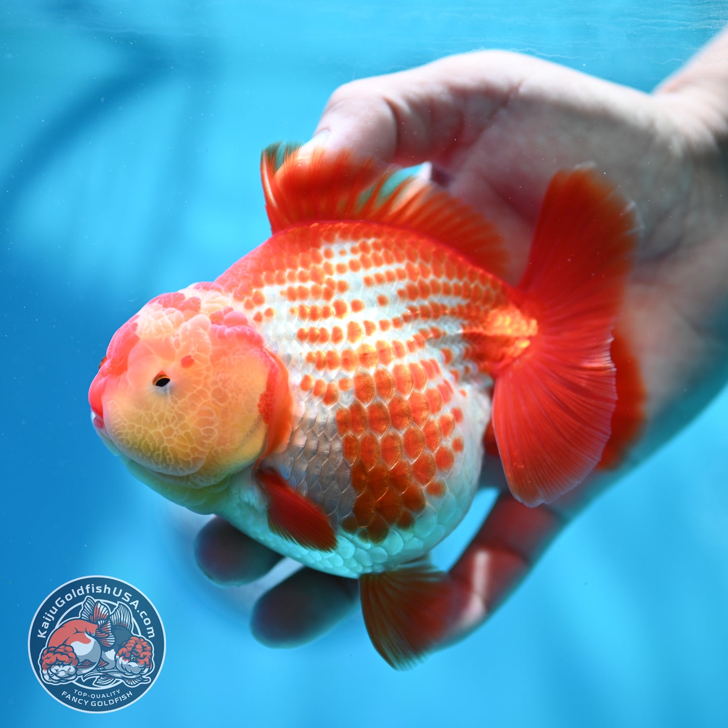 Shogun Polkadot Oranda 4 inch Body (260515_OR17)