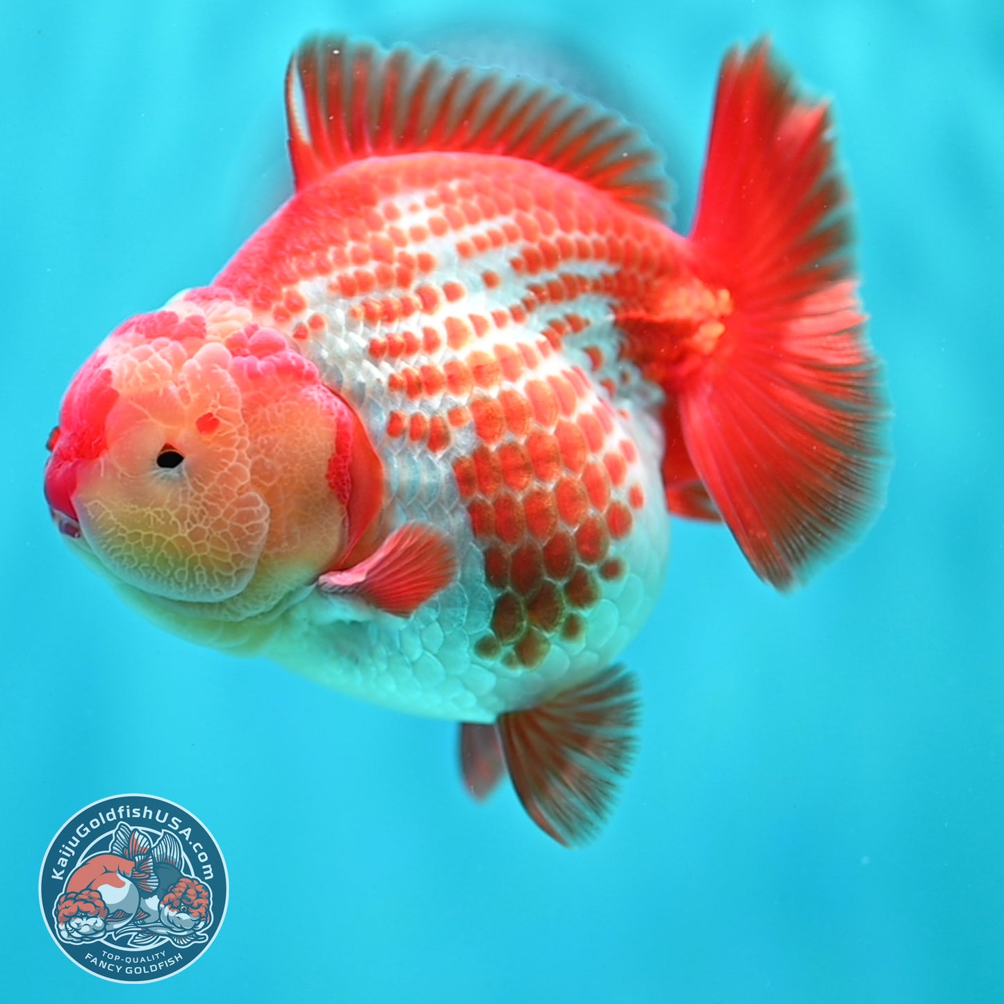 Shogun Polkadot Oranda 4 inch Body (260515_OR17)