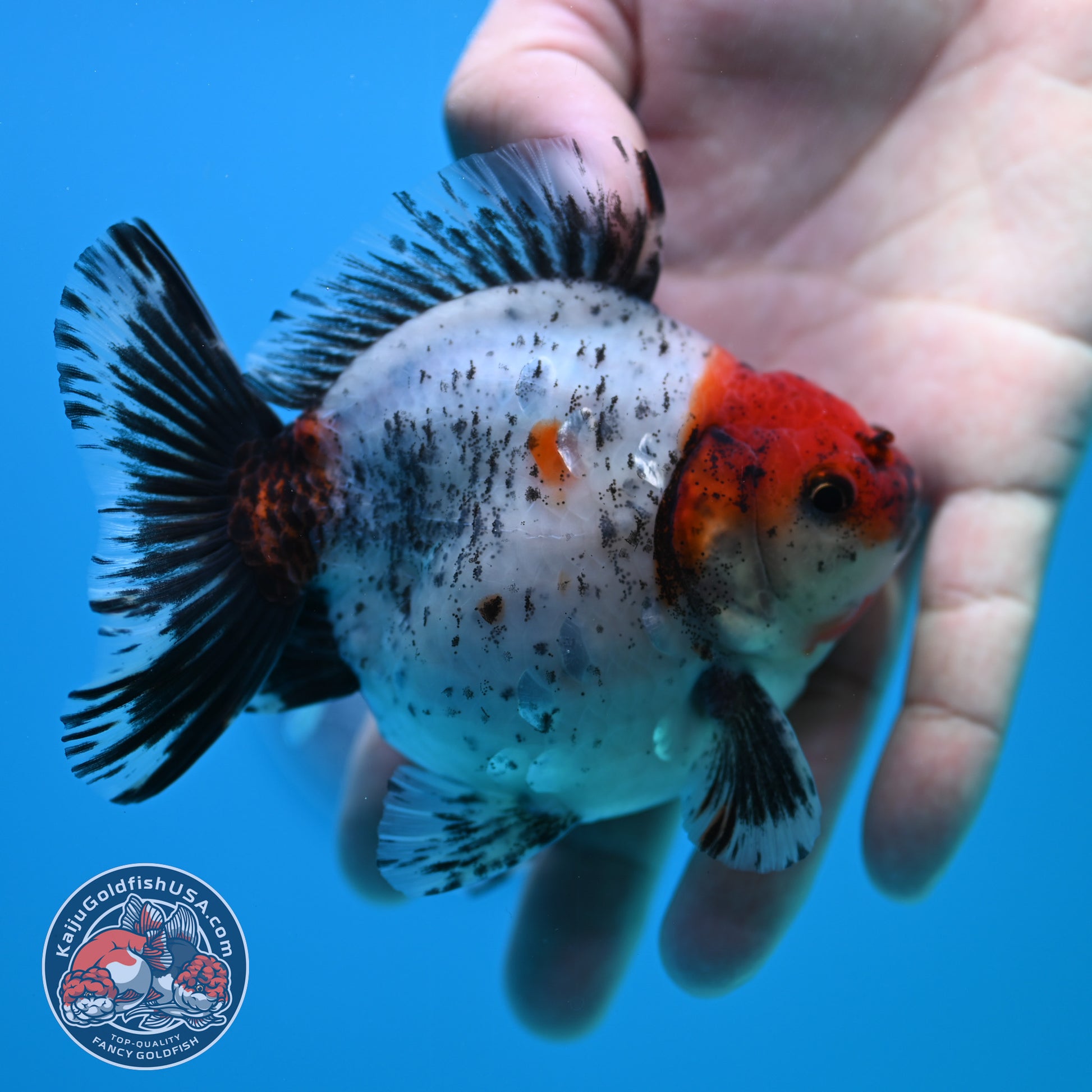 Shogun Red Head Oranda inch Body (260320_OR10)