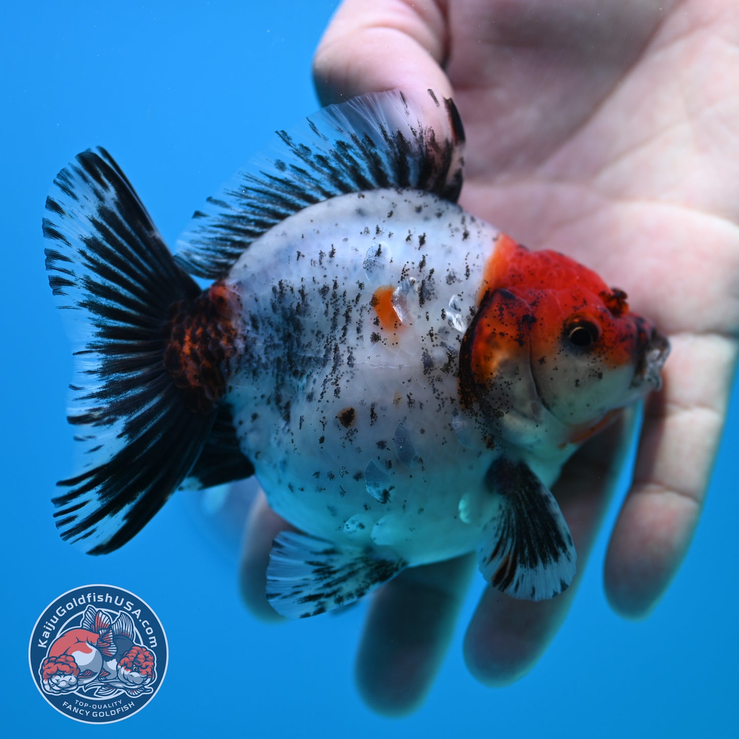 Shogun Red Head Oranda inch Body (260320_OR10)