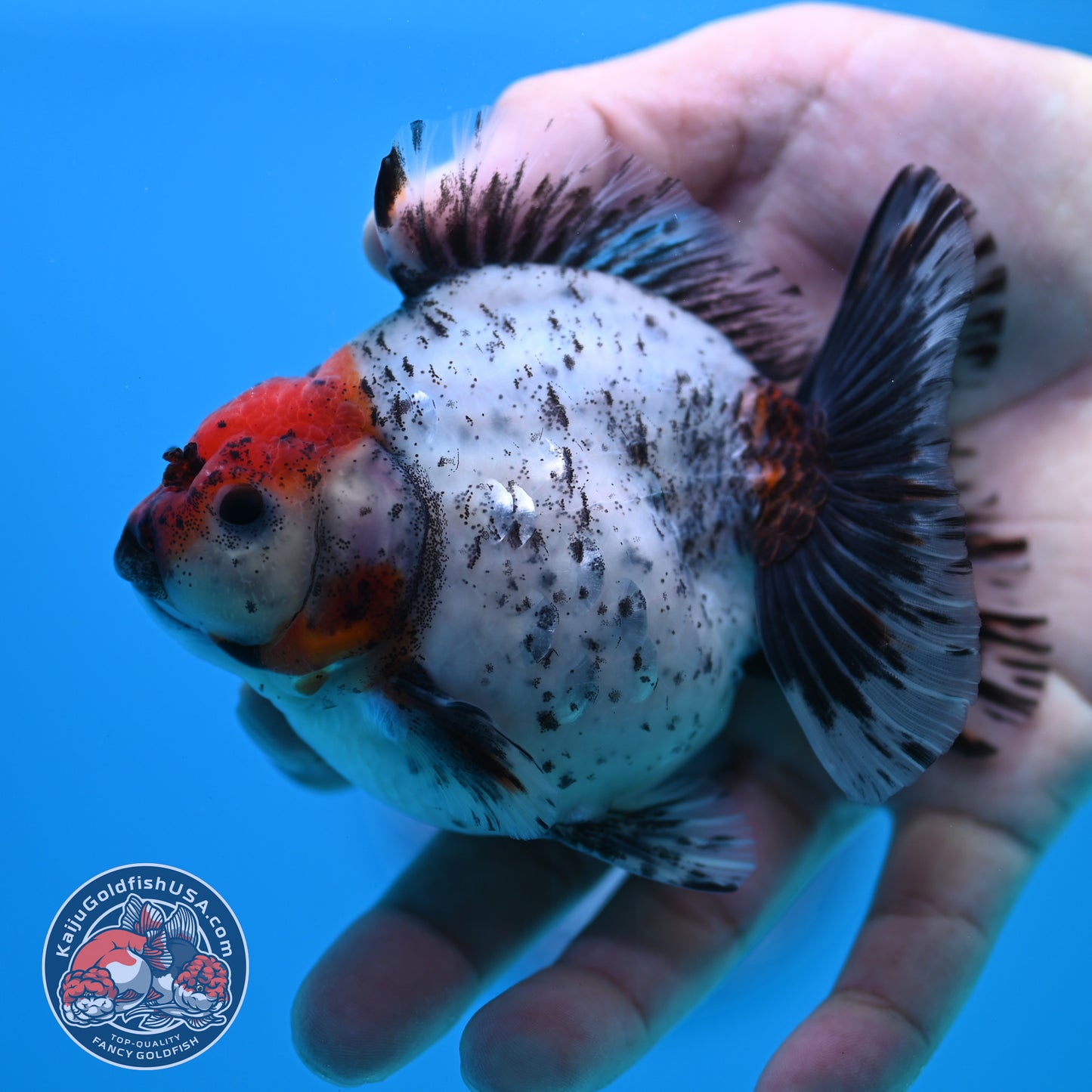 Shogun Red Head Oranda inch Body (260320_OR10)