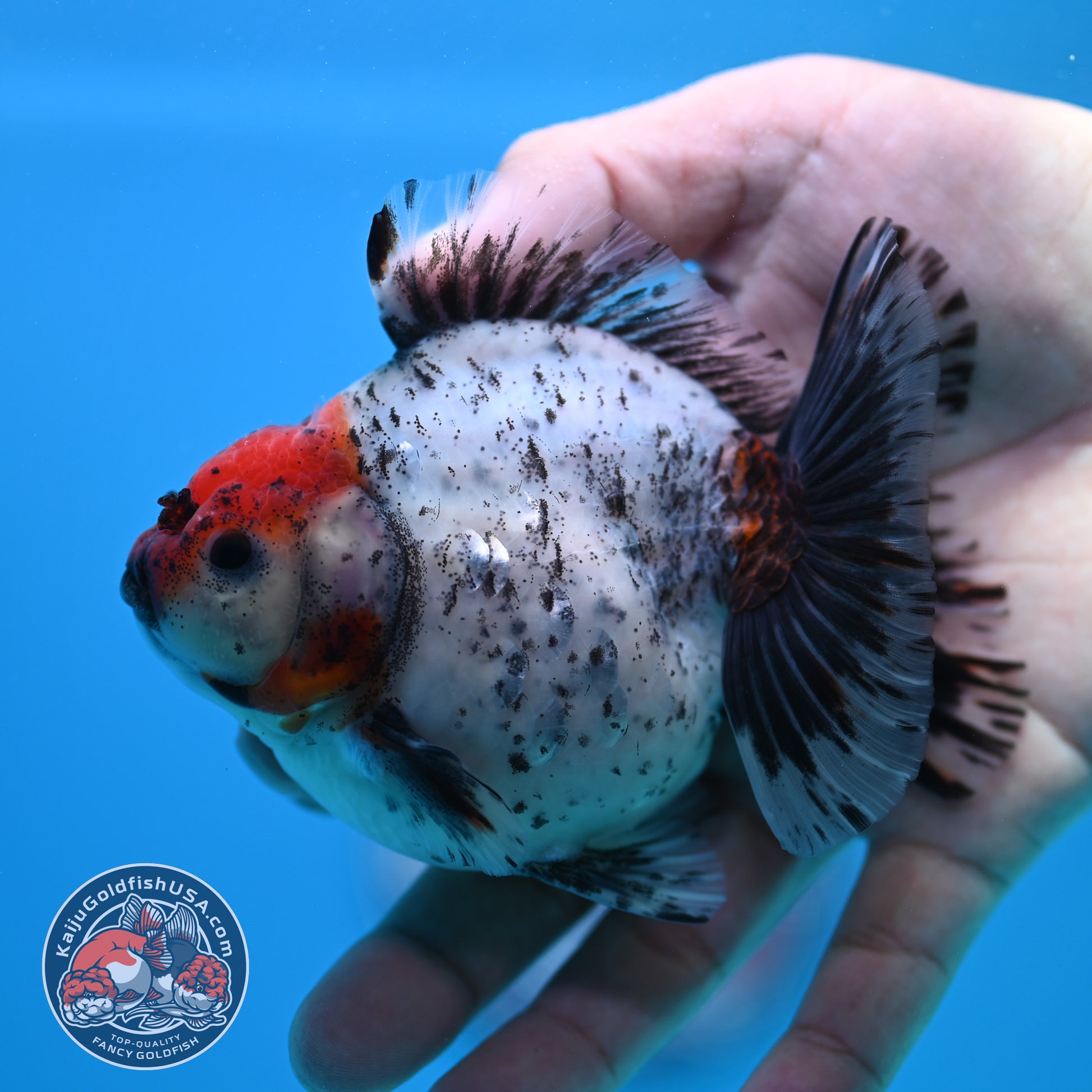 Shogun Red Head Oranda inch Body (260320_OR10)