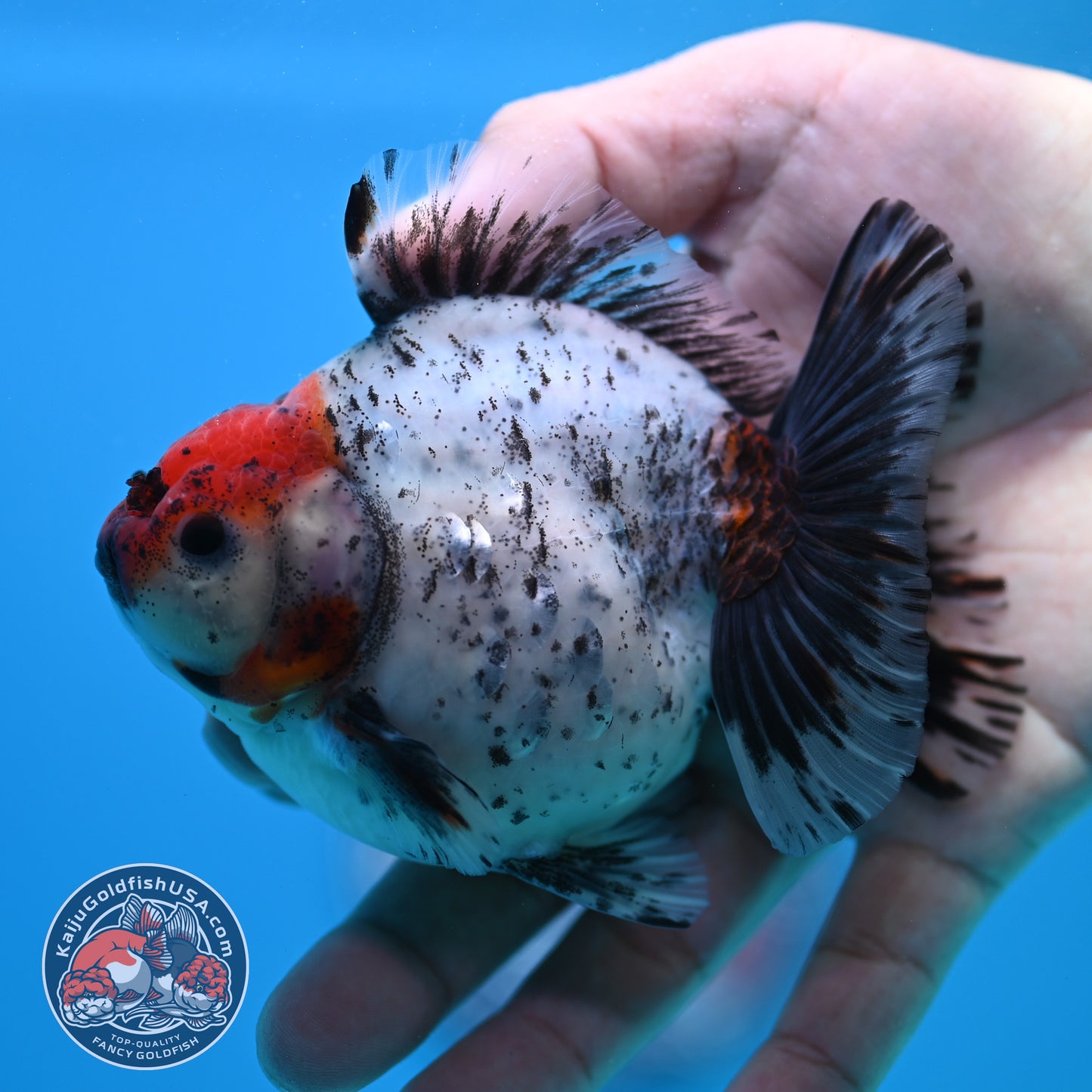 Shogun Red Head Oranda inch Body (260320_OR10)