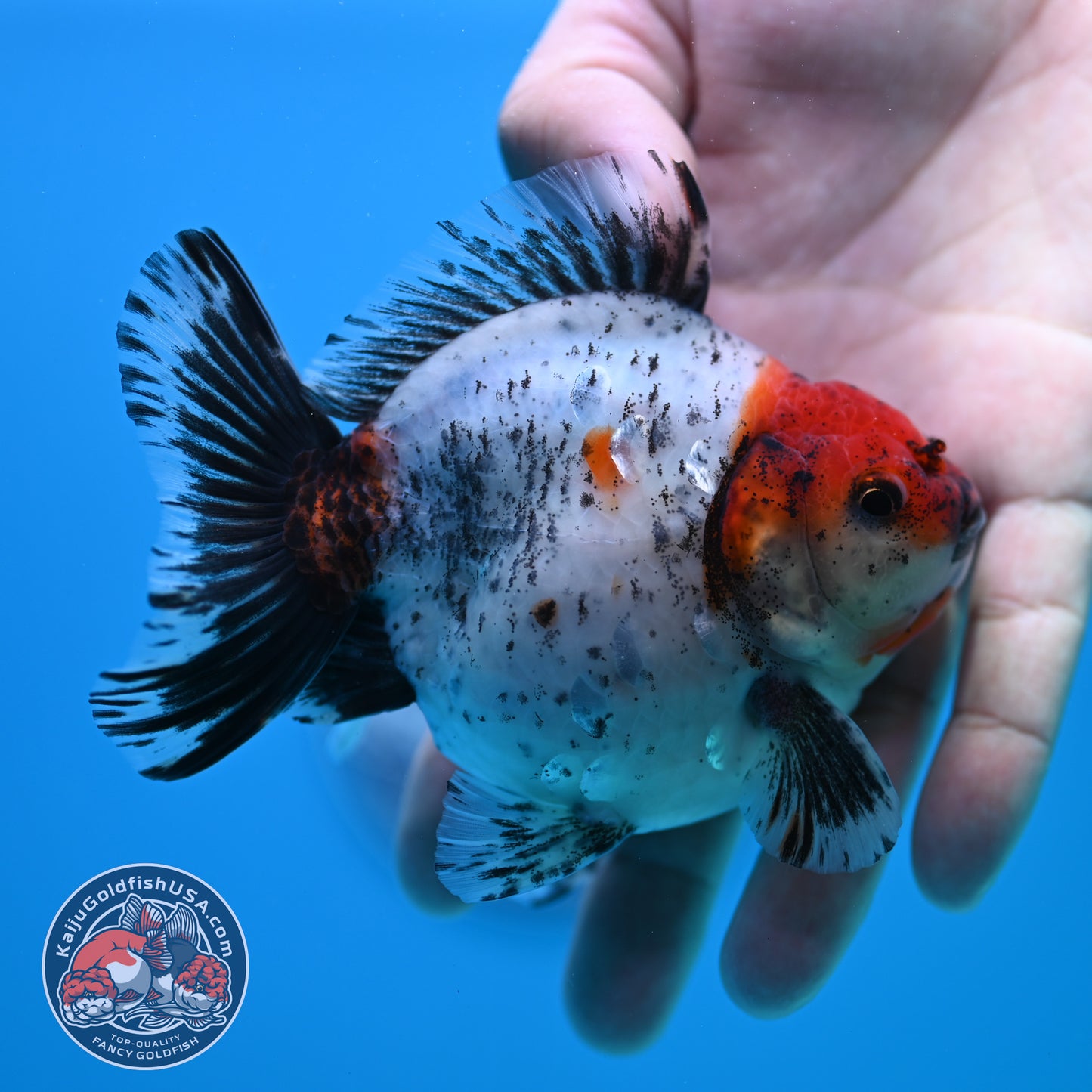 Shogun Red Head Oranda inch Body (260320_OR10)