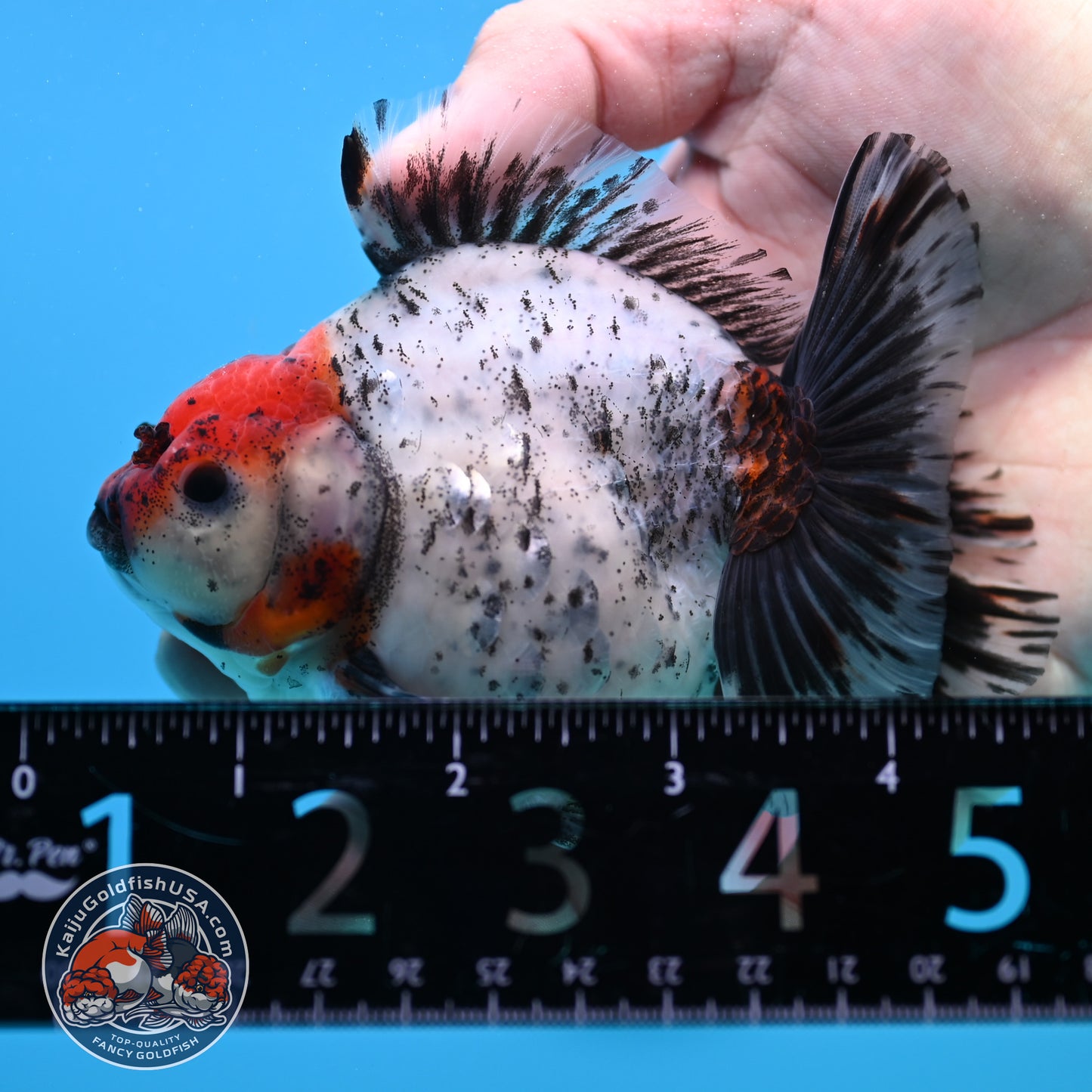 Shogun Red Head Oranda inch Body (260320_OR10)