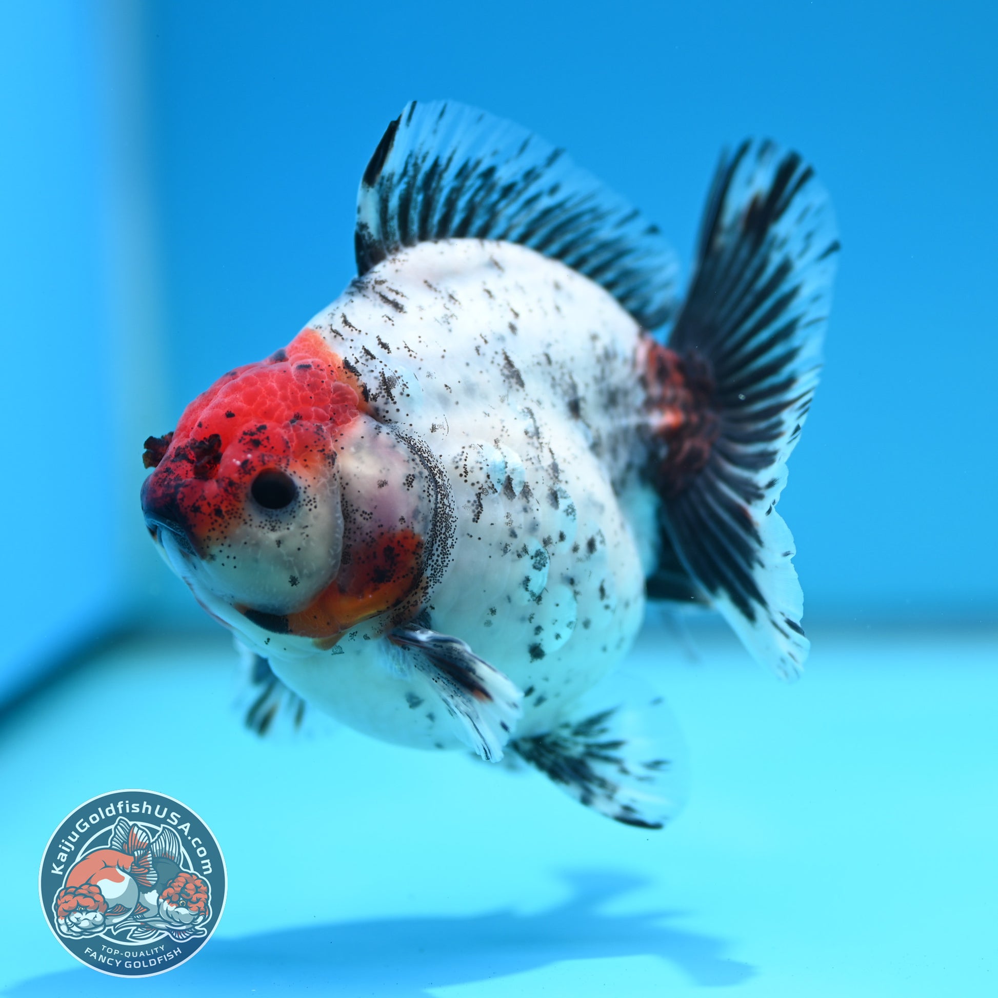 Shogun Red Head Oranda inch Body (260320_OR10)