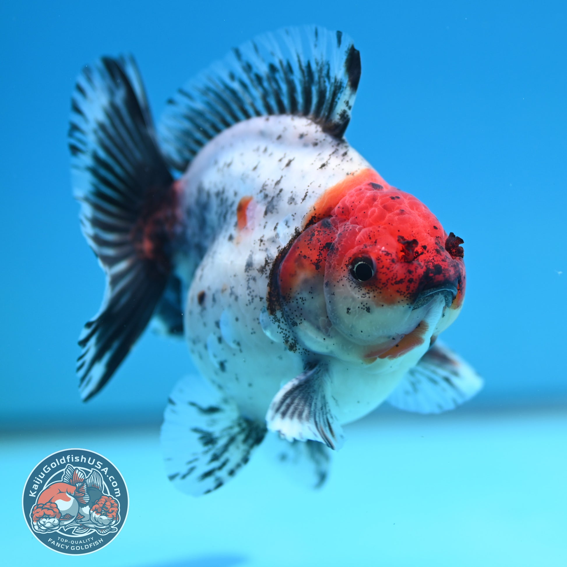 Shogun Red Head Oranda inch Body (260320_OR10)