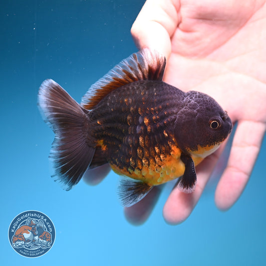 Shogun Red Kirin Oranda 3 inch Body (260918_OR12)