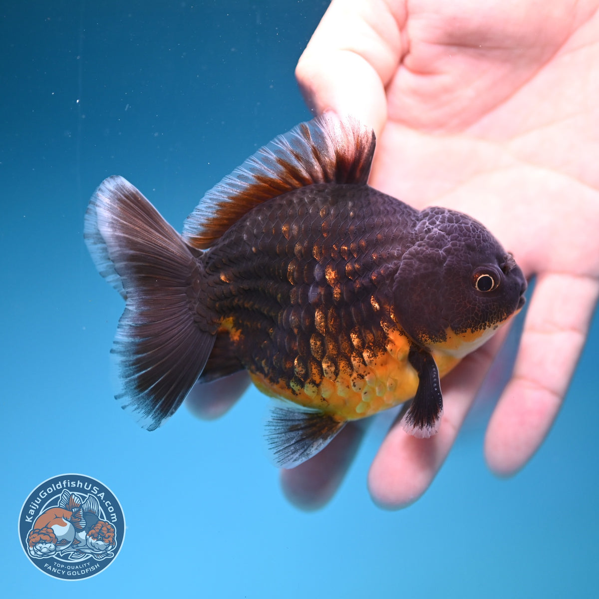 Shogun Red Kirin Oranda 3 inch Body (260918_OR12)