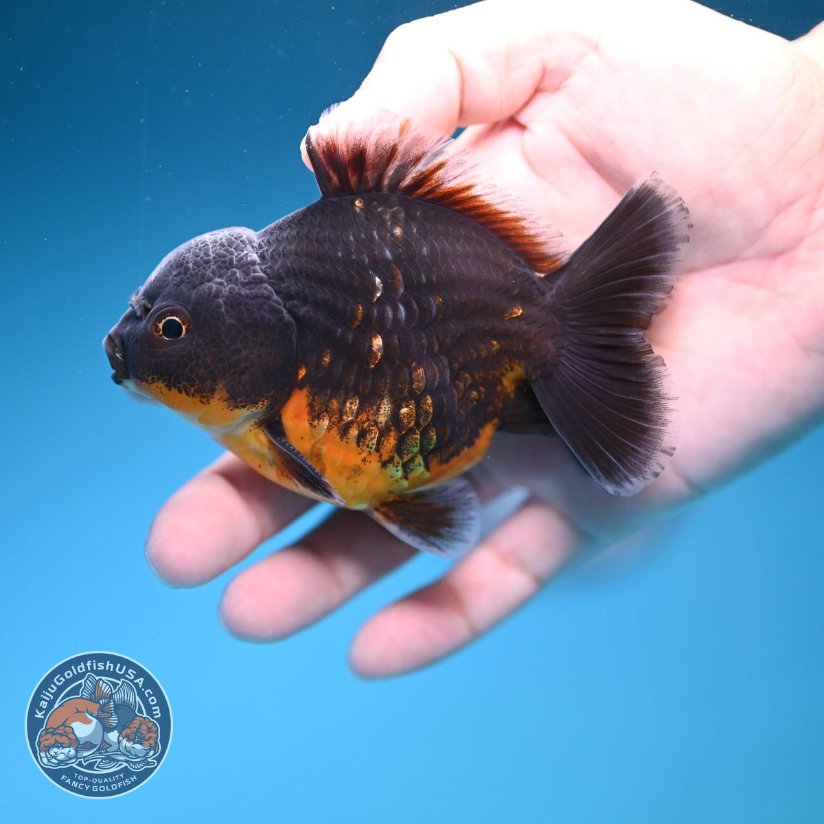 Shogun Red Kirin Oranda 3 inch Body (260918_OR12)
