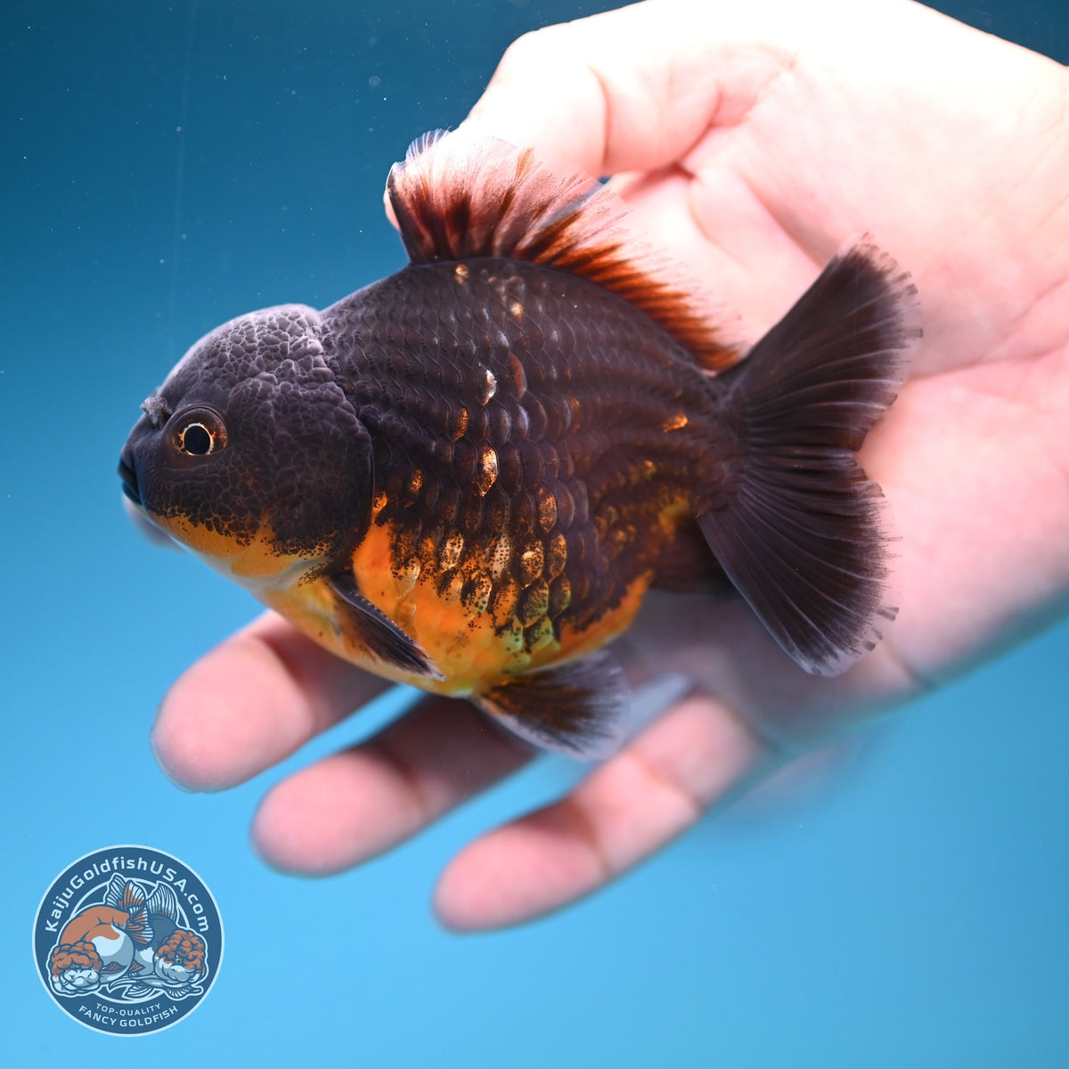 Shogun Red Kirin Oranda 3 inch Body (260918_OR12)