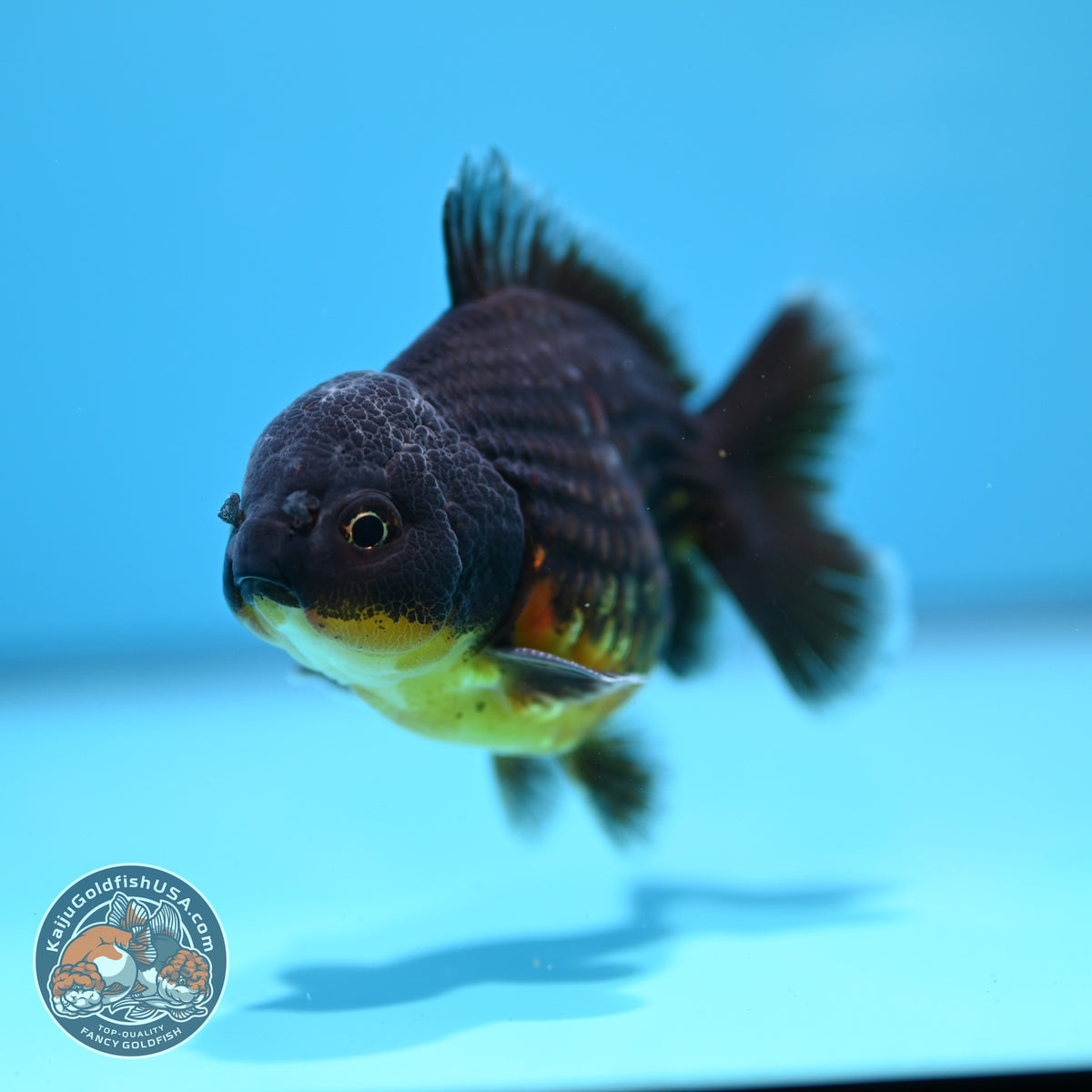 Shogun Red Kirin Oranda 3 inch Body (260918_OR12)
